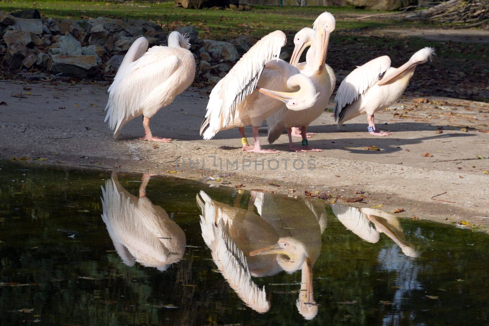 pelicans