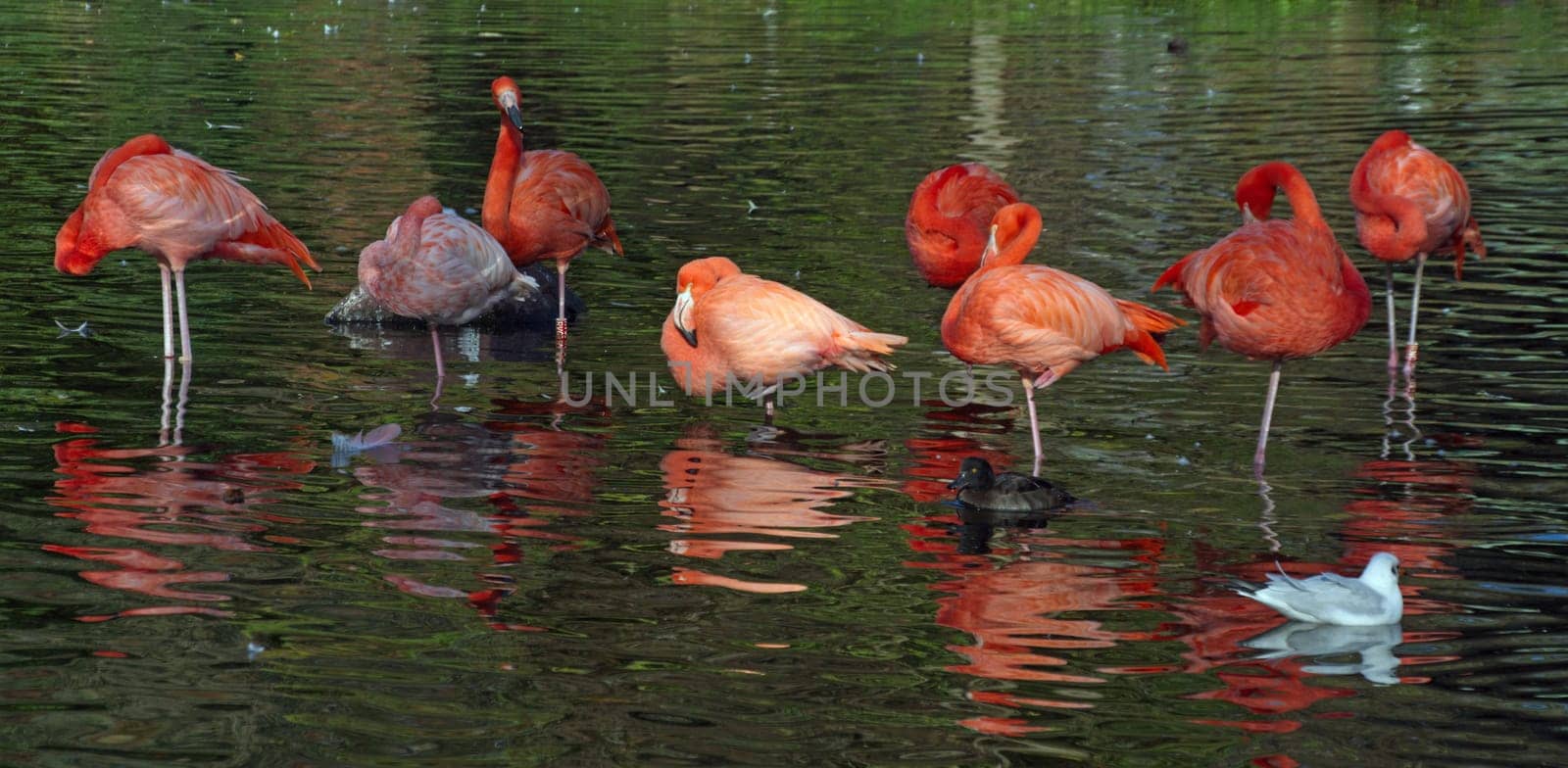 flamingo