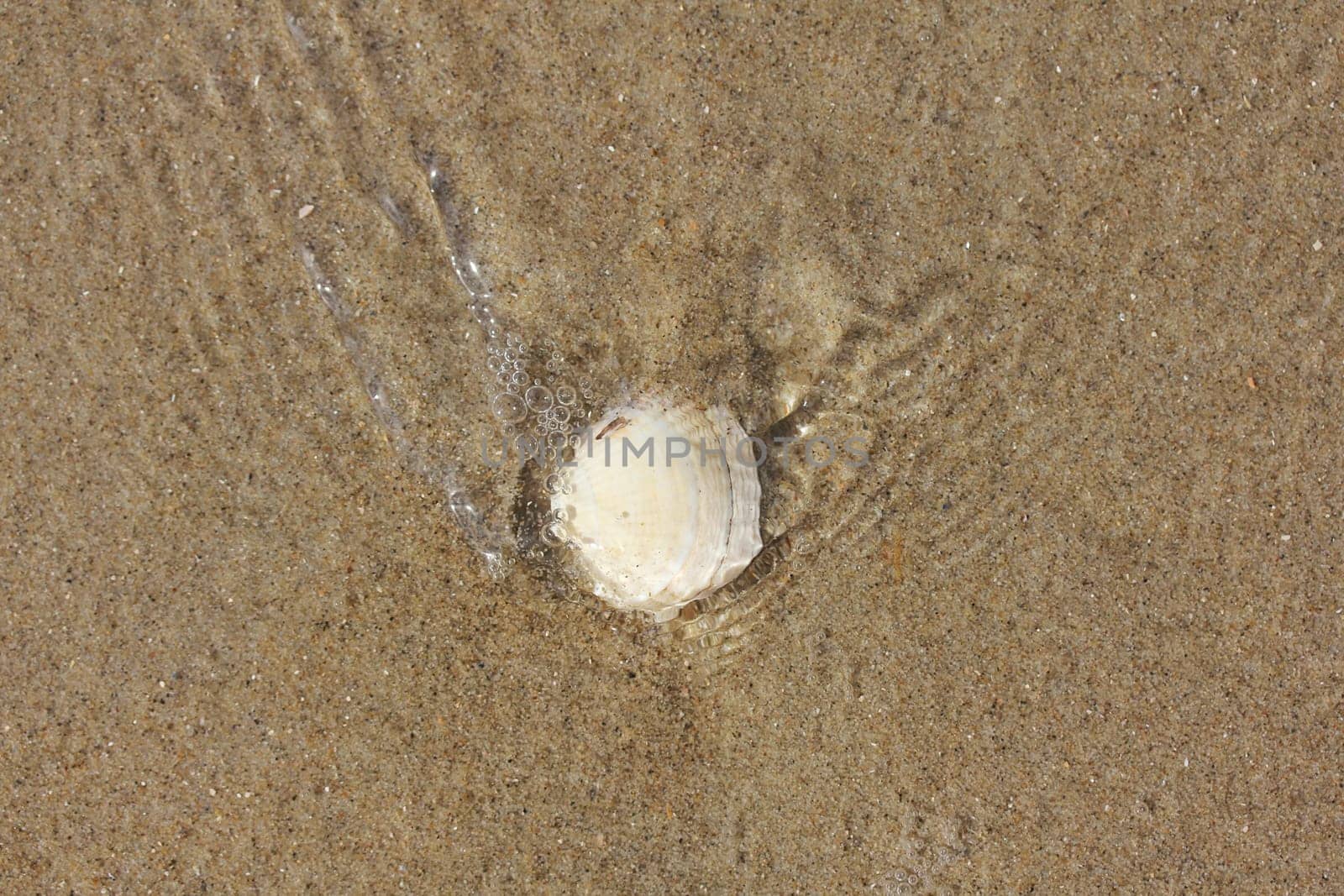 Conch shell washed by seawater lies in the sand.