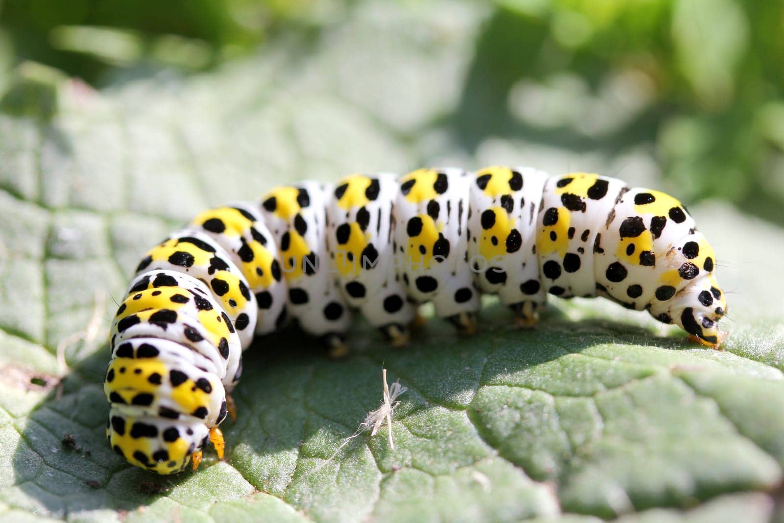 The caterpillar of a mullein monk (Shargacucullia verbasci),a moth.