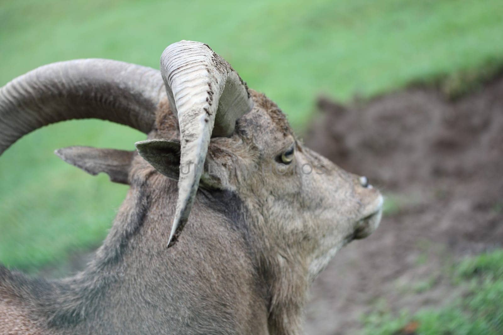 The Maned Jumper (Ammotragus lervia) is a species of mammal native to northern Africa.