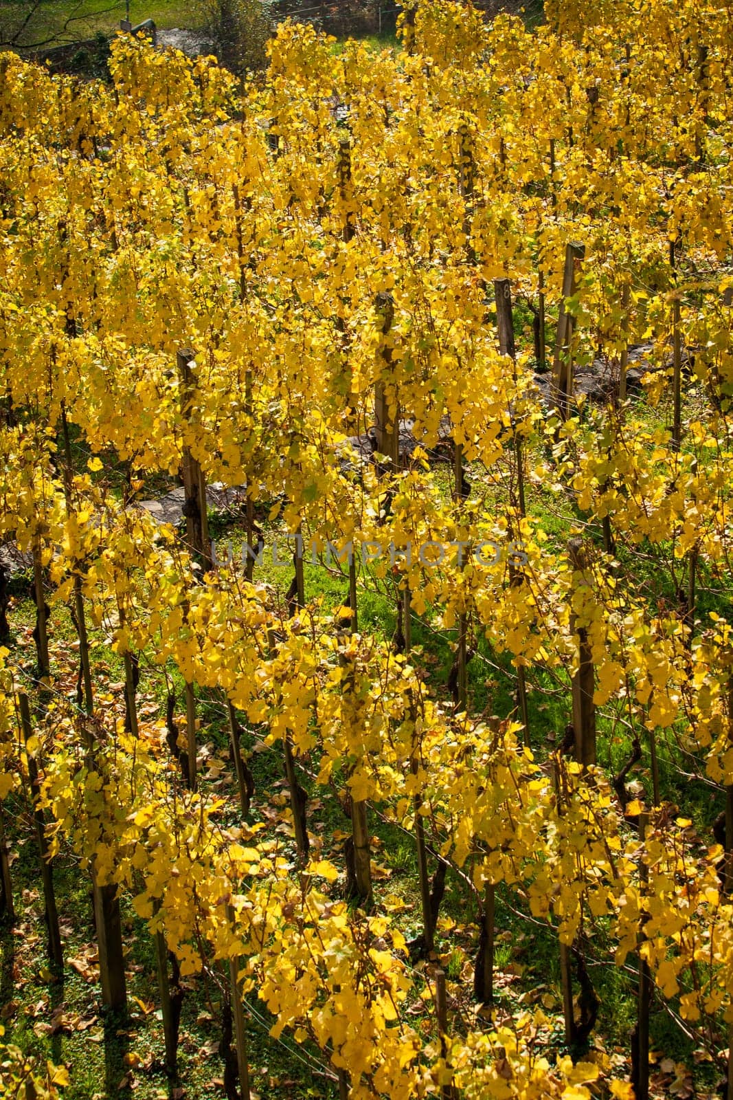 Vineyard on autumn season. Grape field