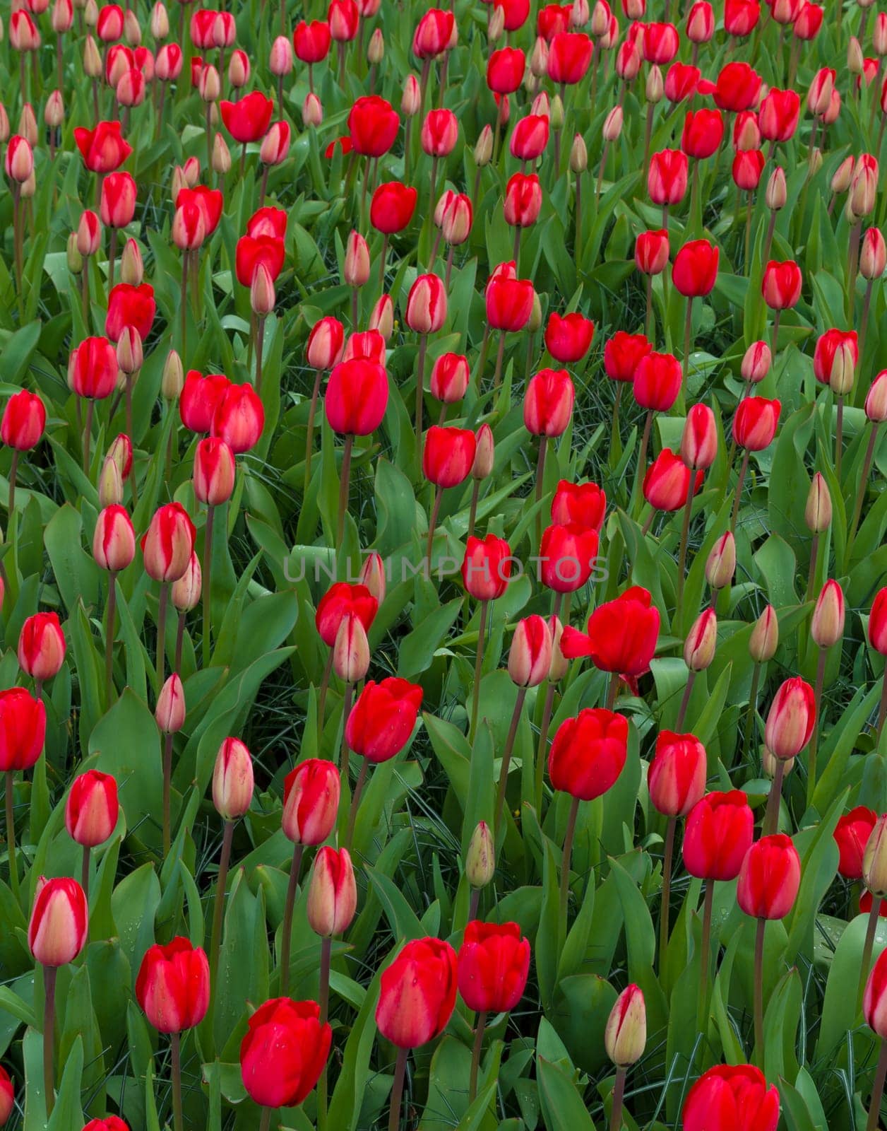background of beautiful red tulips in a park