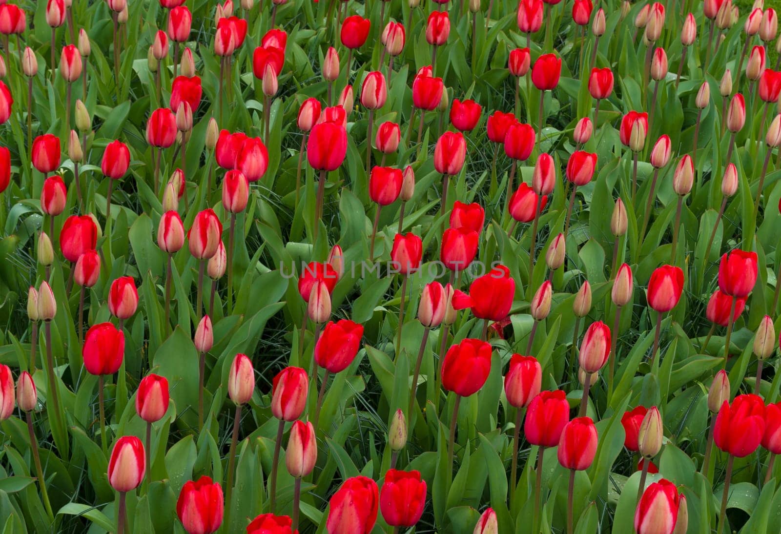 background of beautiful red tulips in a park