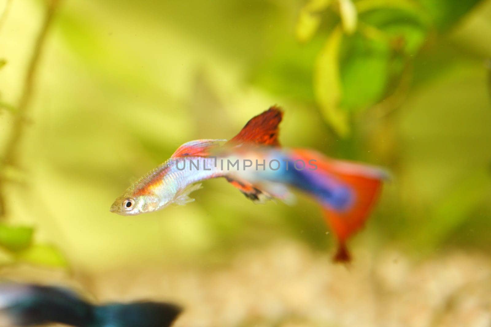 A male guppy,(Poecilia reticulata) a popular freshwater aquarium fish