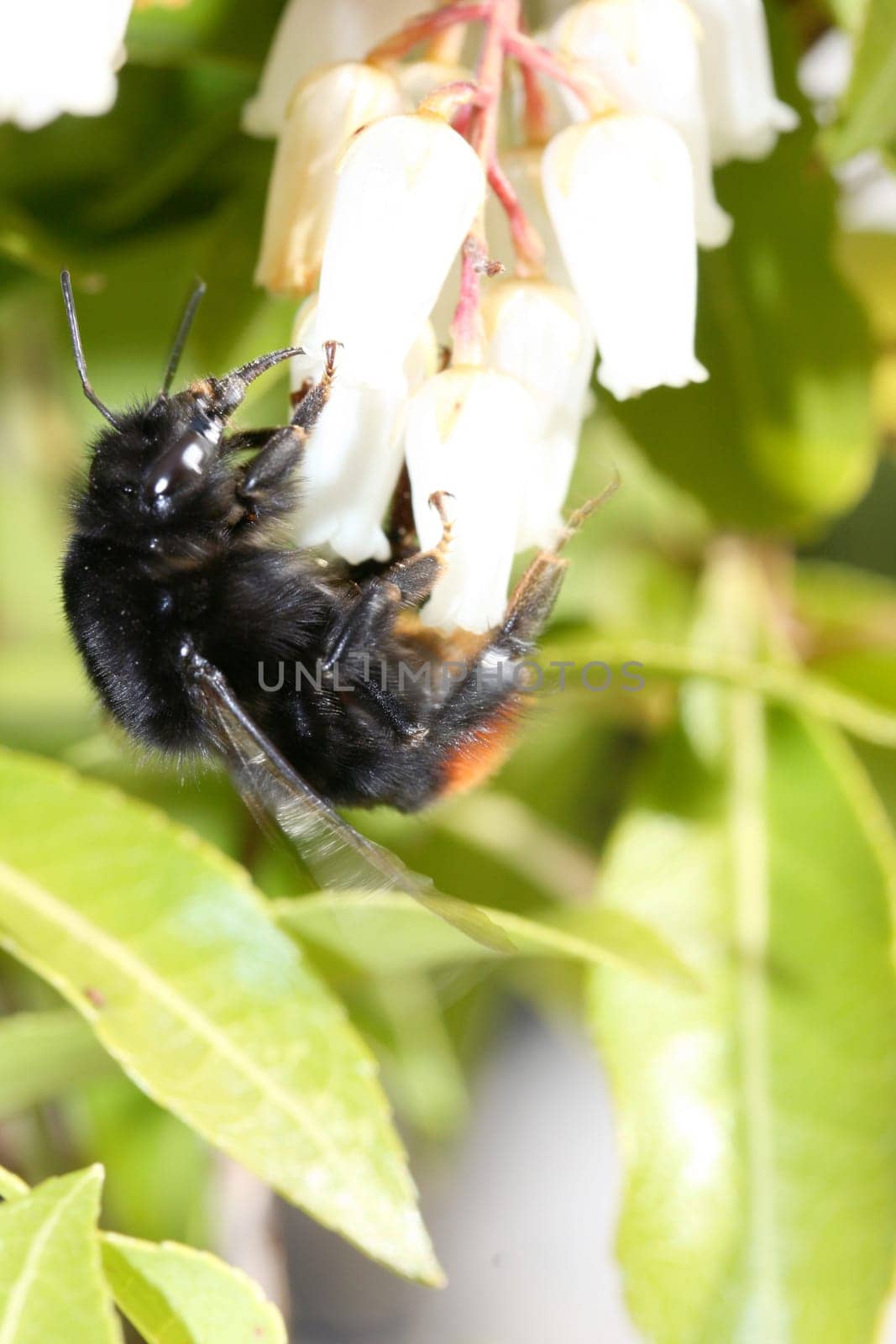 A bumblebee,(bombus) sucking at the nectar.
