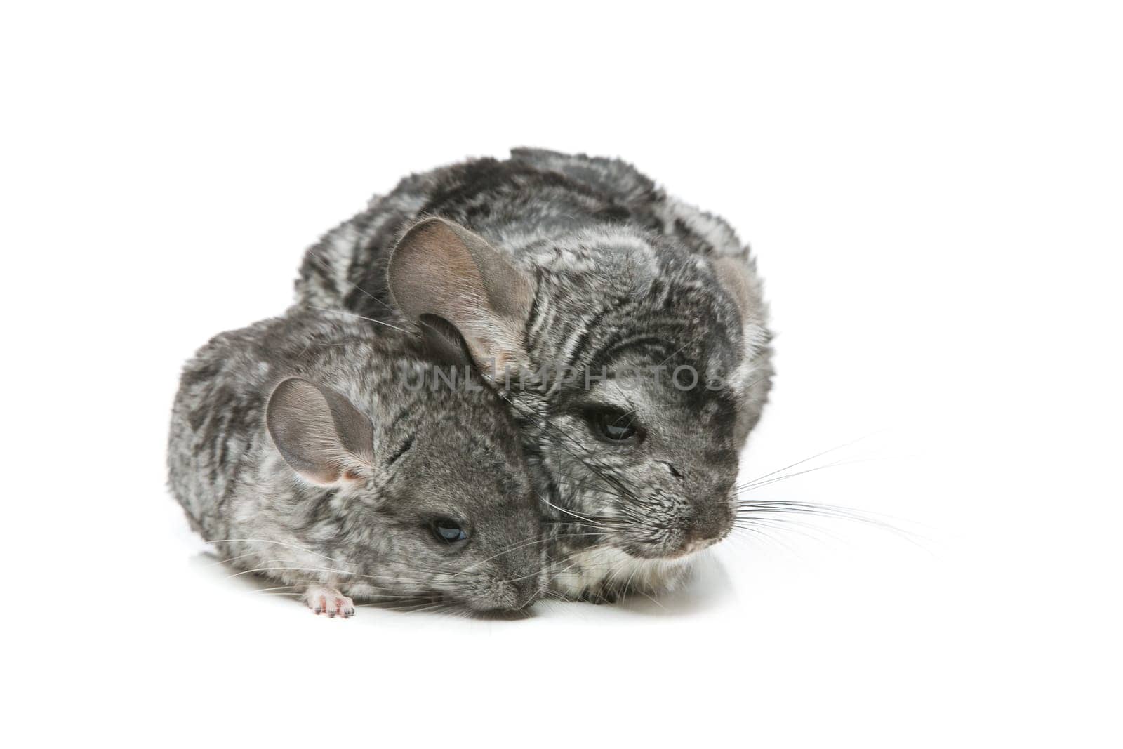 Chinchilla mother with baby sitting isolated over white background. Copy space.