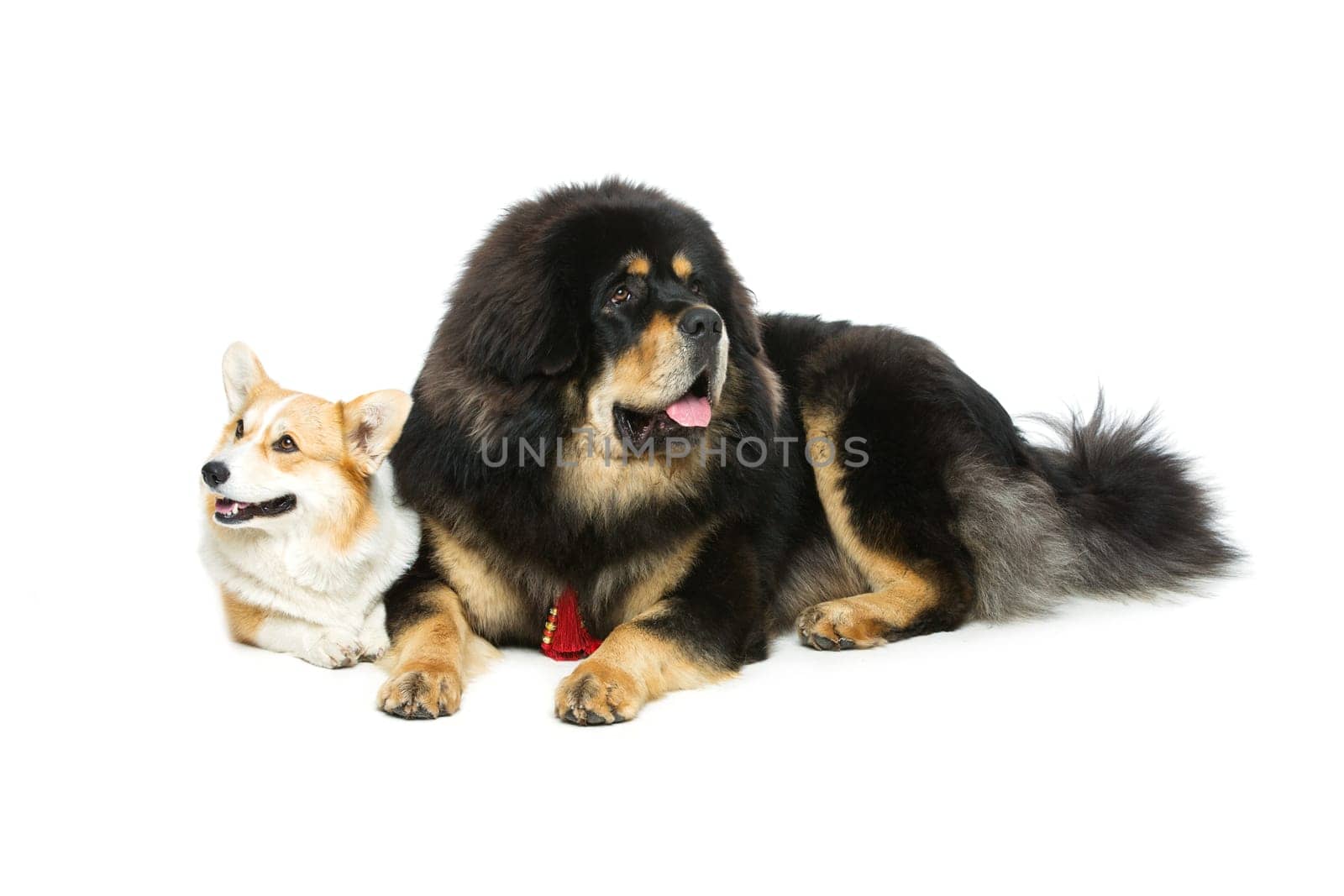 Beautiful adult welsh pembroke corgi and Tibetan mastiff dogs lying. Isolated over white background. Copy space.