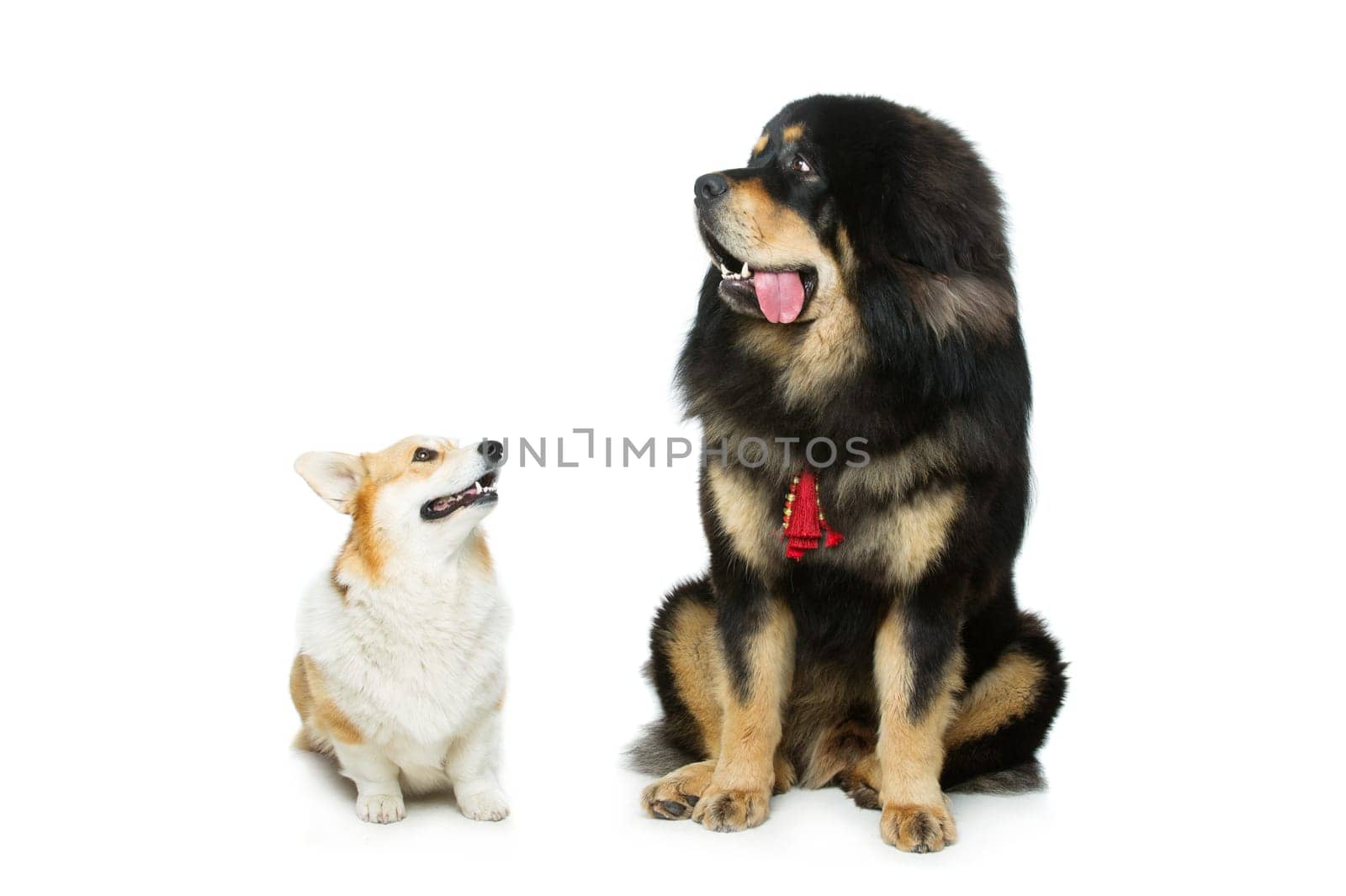 Beautiful adult welsh pembroke corgi and Tibetan mastiff dogs sitting. Isolated over white background. Copy space.