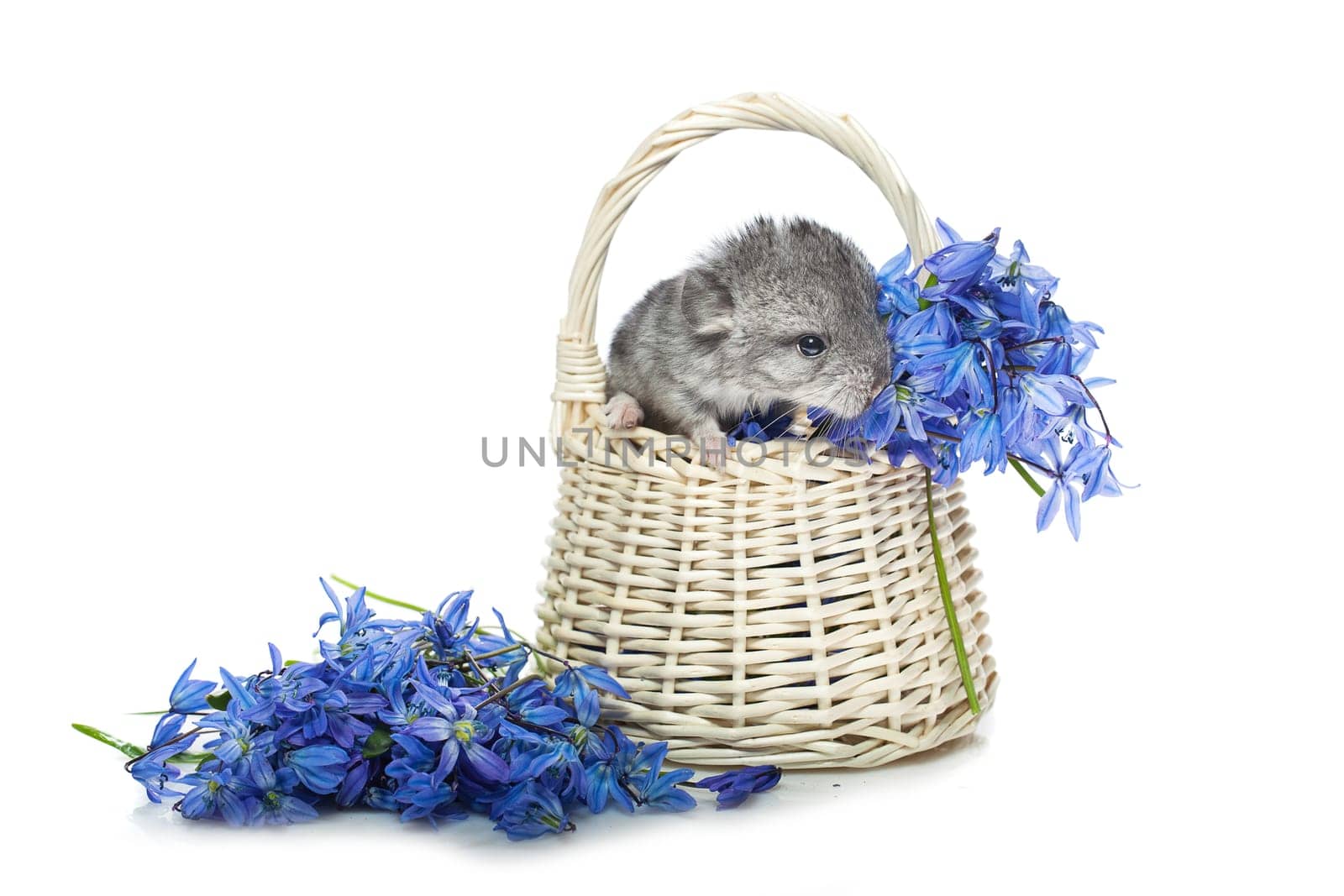 Chinchilla baby sitting in basket with blue flowers isolated over white background. Copy space.