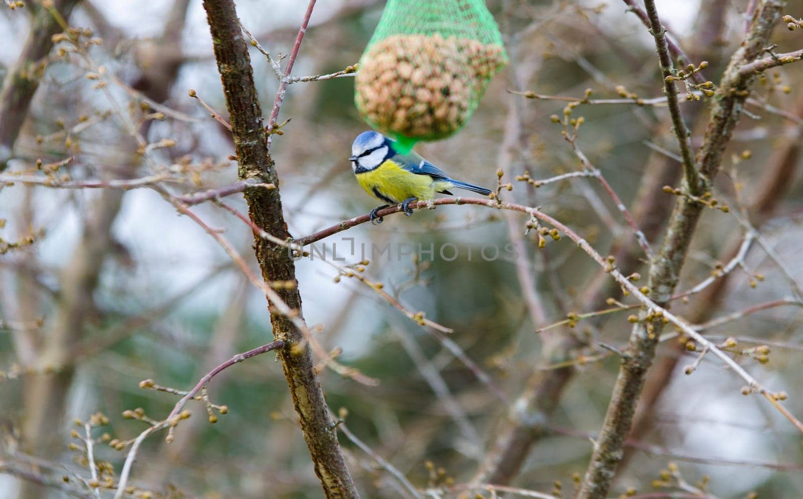 one little beutiful bird its a blue tit watching and eating