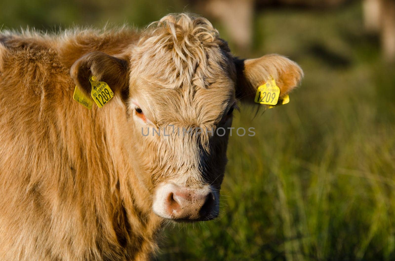 one brown cow with long hair standing on the graas