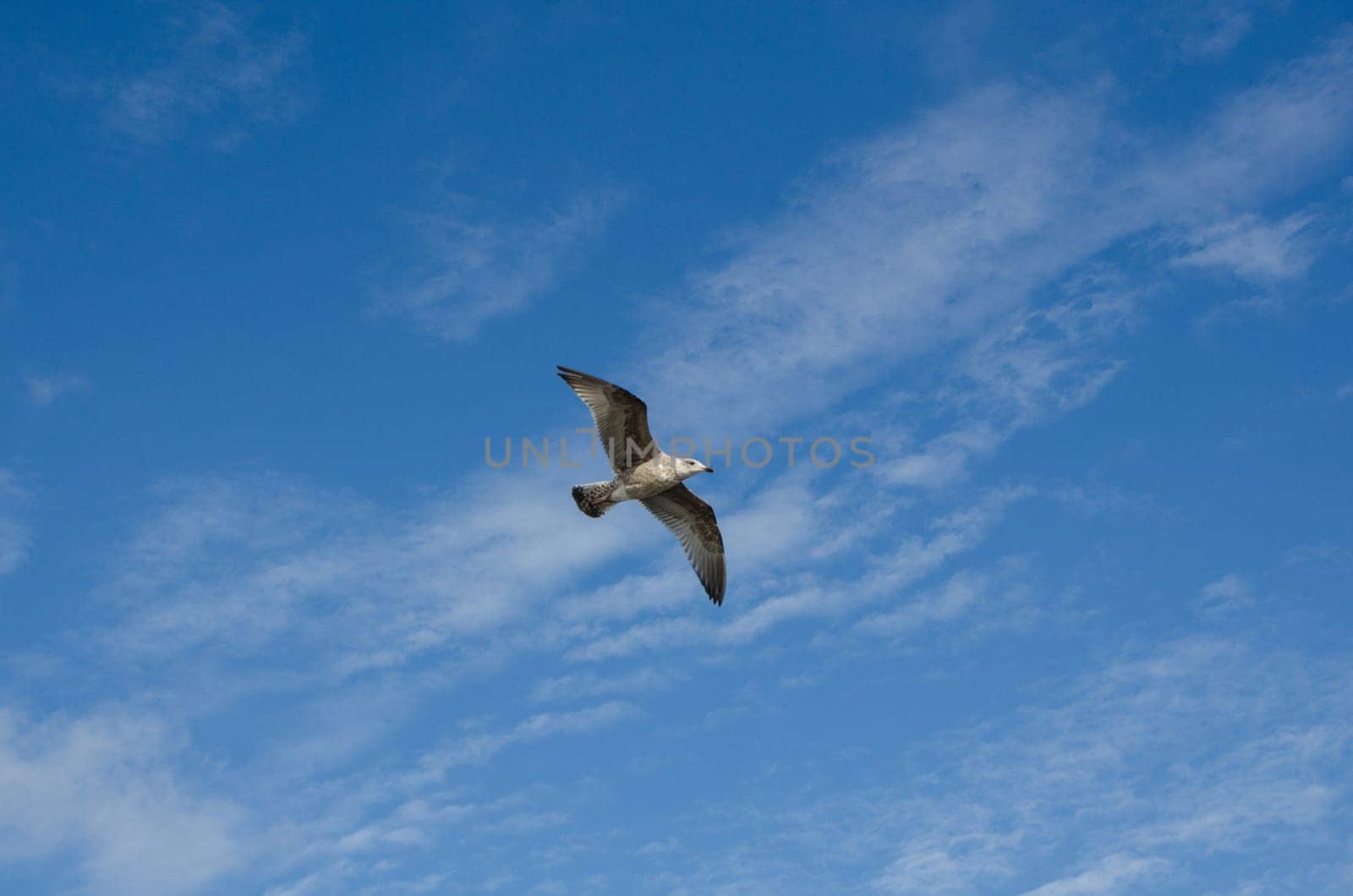 one lonely seagull flying in the sky and looking for food