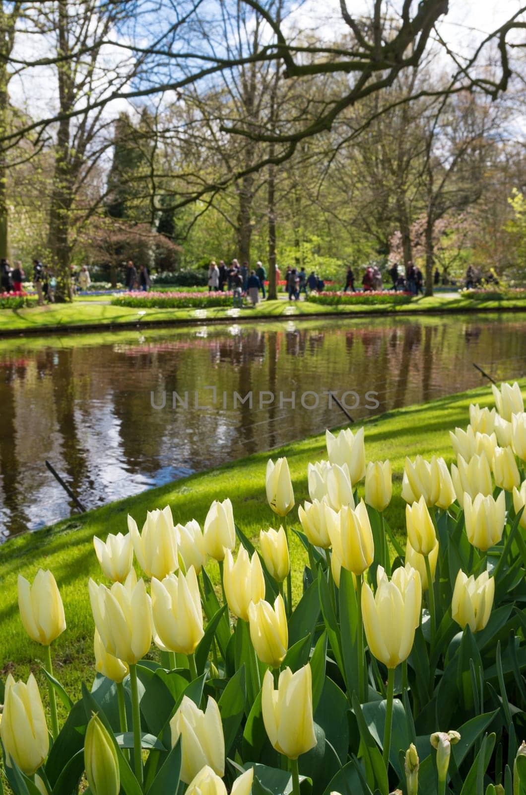 colorful blooming tulips in the famous keukenhof gardens in Lisse, netherlands