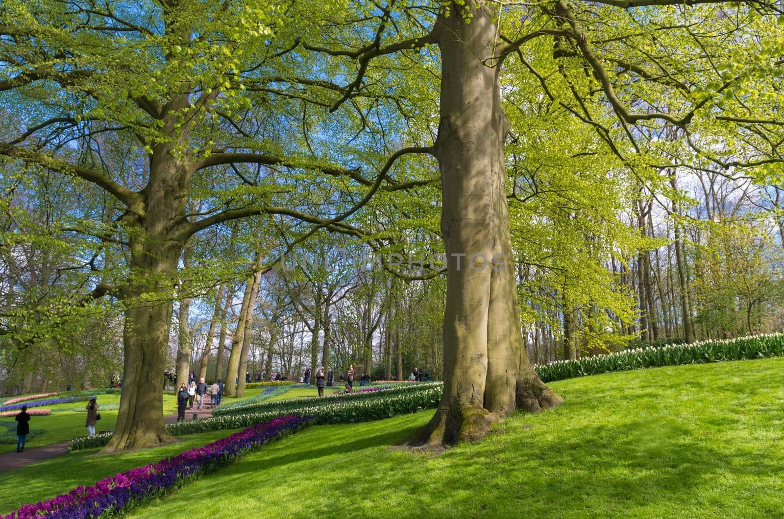 LISSE, NETHERLANDS - APRIL 17, 2016: Unknown tourists visiting the famous keukenhof tulip gardens in the netherlands