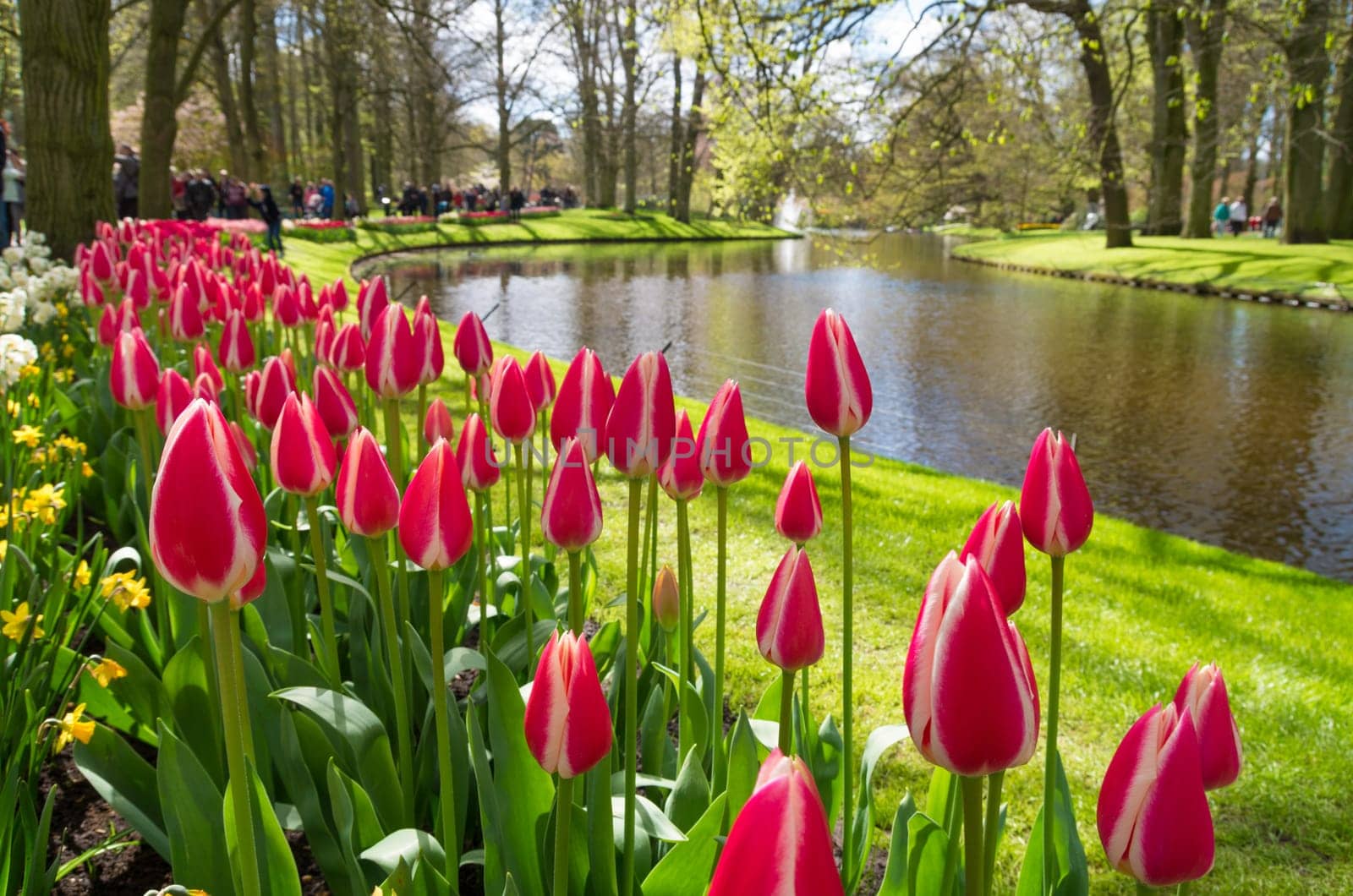 colorful blooming tulips in the famous keukenhof gardens in Lisse, netherlands
