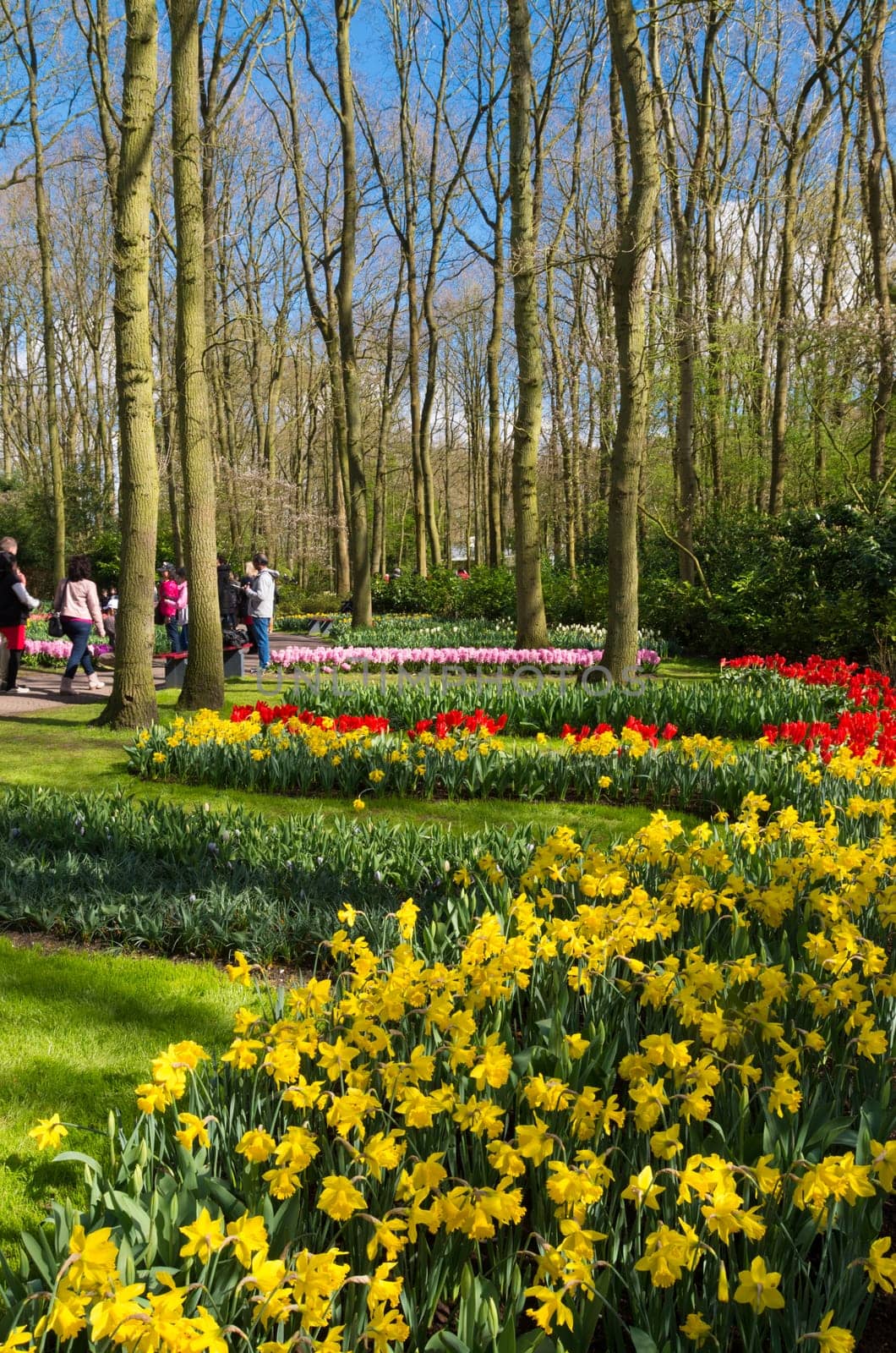 LISSE, NETHERLANDS - APRIL 17, 2016: Unknown tourists visiting the famous keukenhof tulip gardens in the netherlands