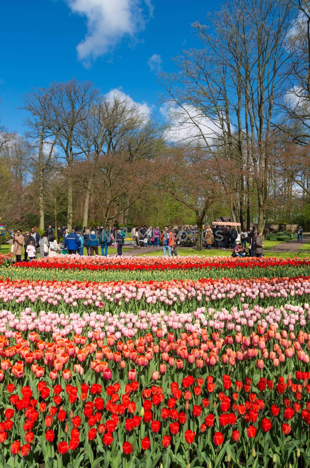 LISSE, NETHERLANDS - APRIL 17, 2016: Unknown tourists visiting the famous keukenhof tulip gardens in the netherlands
