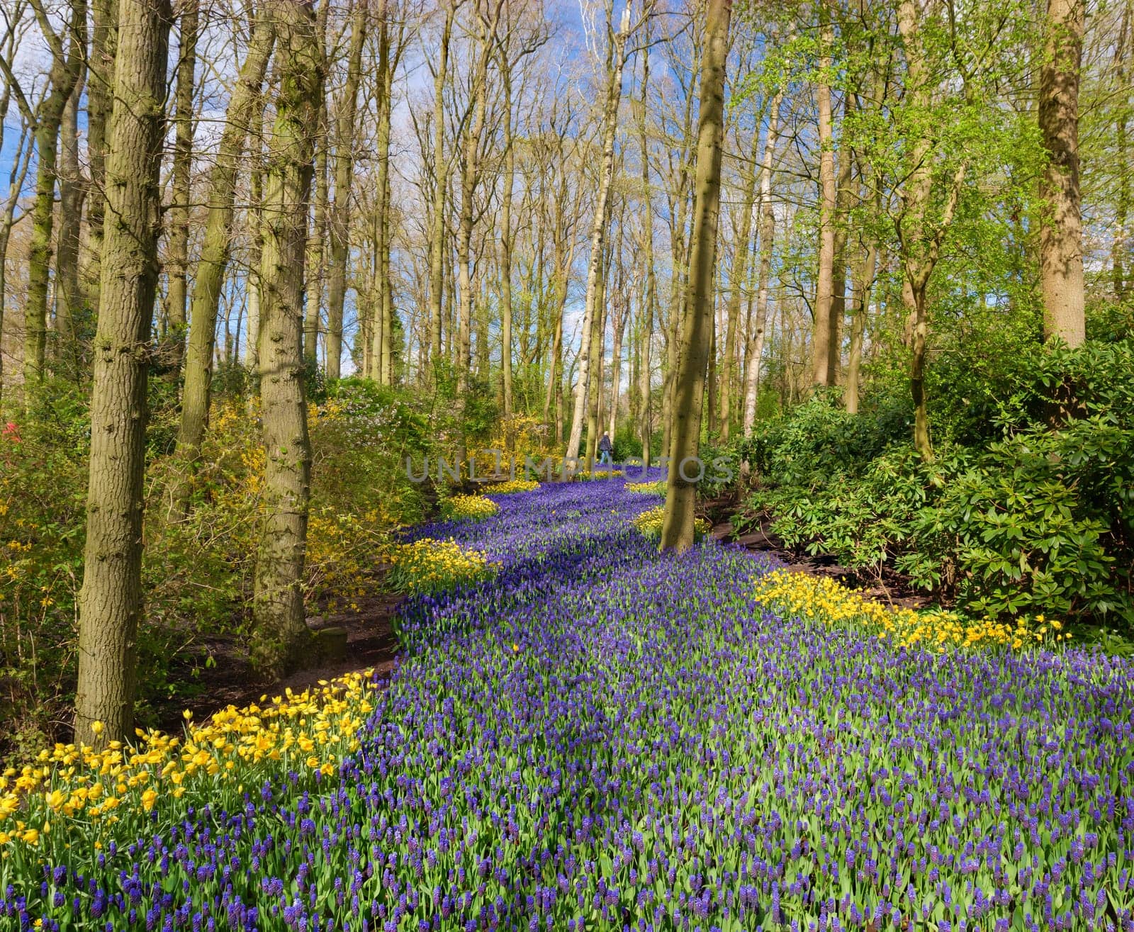 beautiful purple muscari in the famous keukenhof tulip gardens in the netherlands
