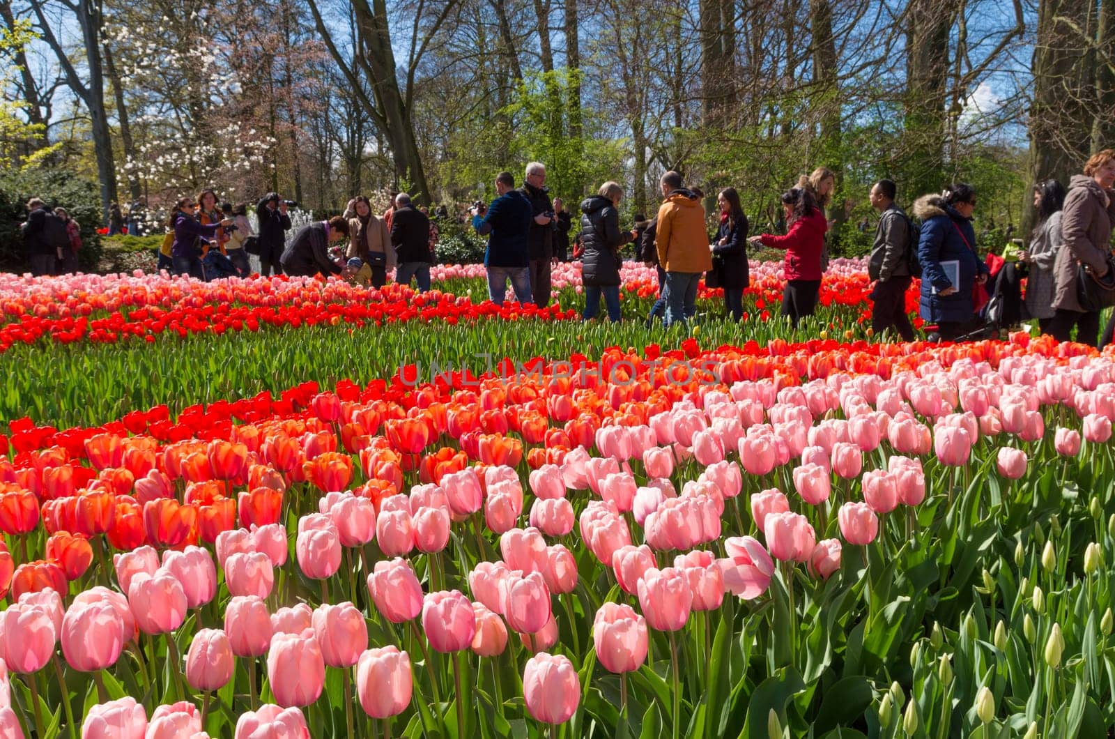 LISSE, NETHERLANDS - APRIL 17, 2016: Unknown tourists visiting the famous keukenhof tulip gardens in the netherlands