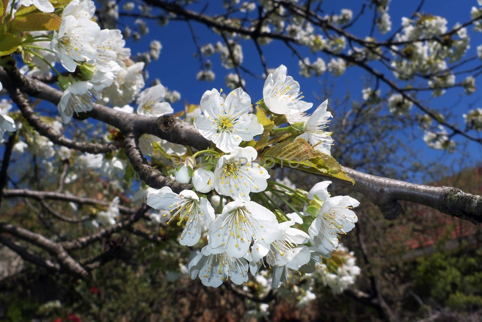 Cherry blossoms in full bloom