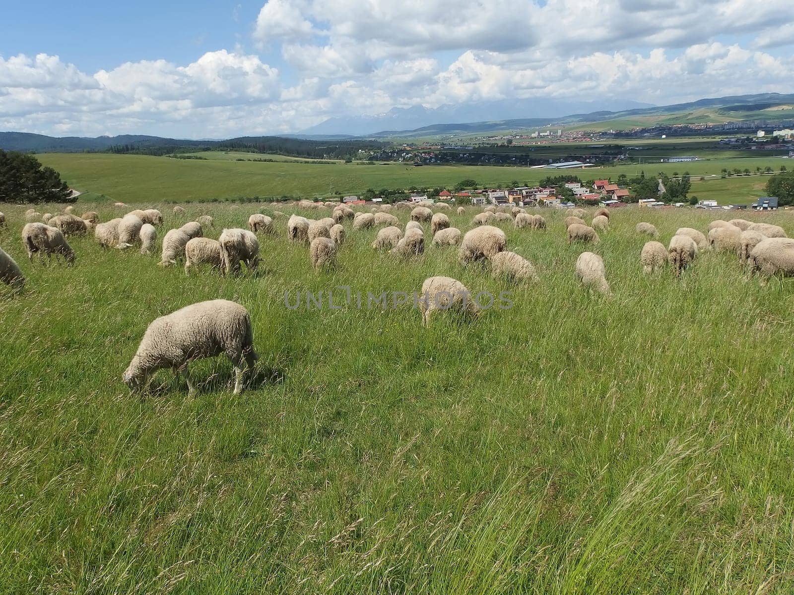 Field with sheep grazing