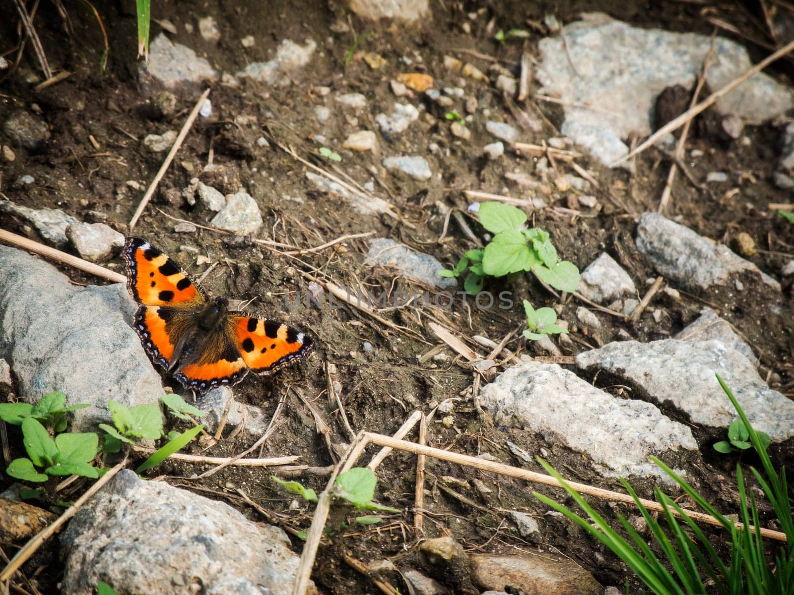 Single butterfly Little fox (Aglais urticae) sitting on scree.