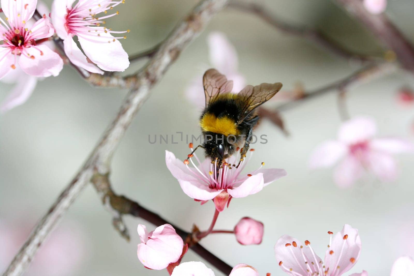 A bumblebee,(bombus) sucking at the nectar.