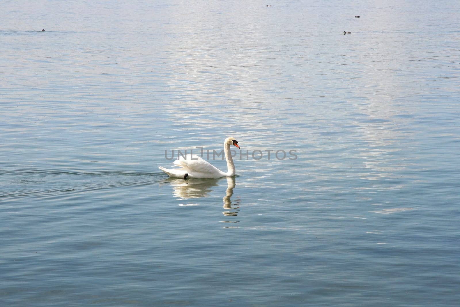 A white adult humpback swan (Cygnus olor) appears from the side