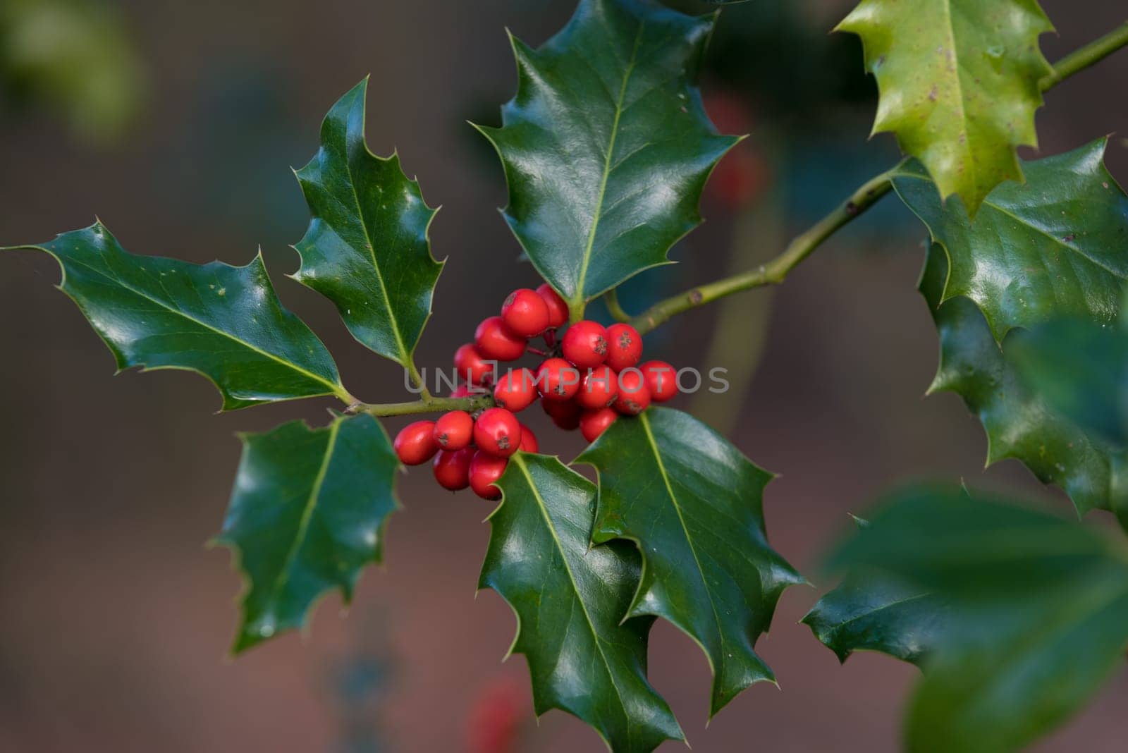closeup of a holly plant with red fruits
