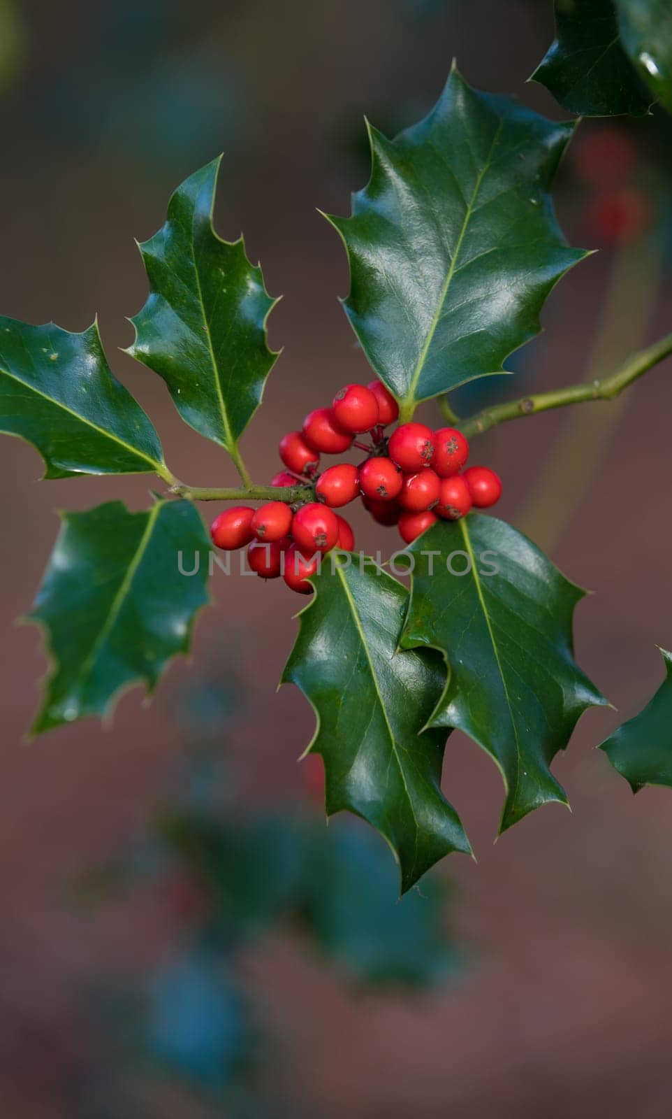 closeup of a holly plant with red fruits