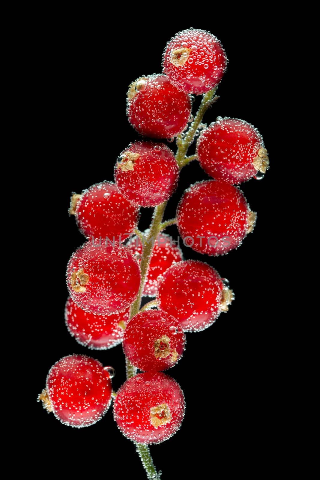 Red currants in the bubbles on a black background. Close-up.