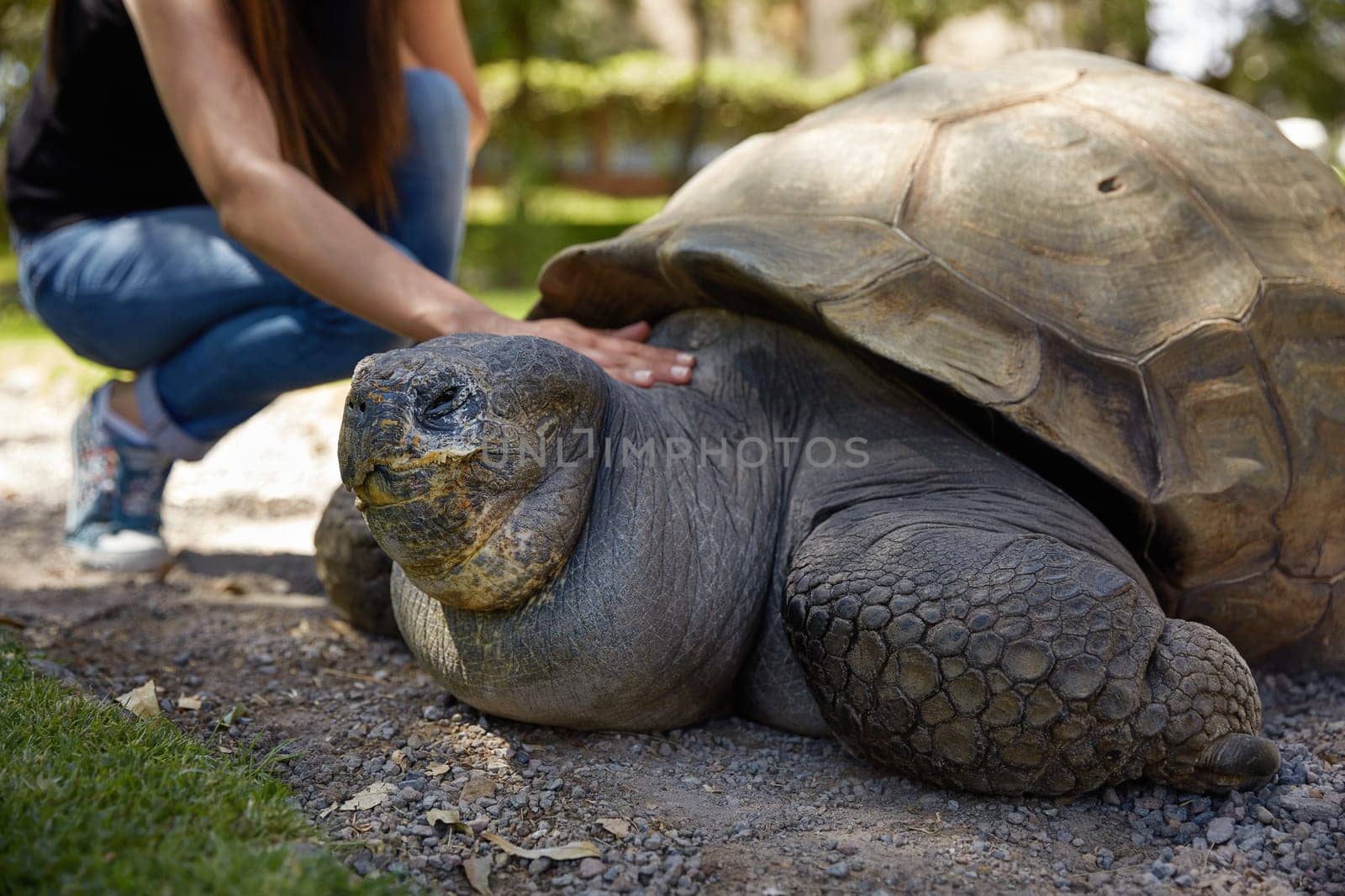 Young Woman Touching Giant Turtle in Arequipa, Peru.