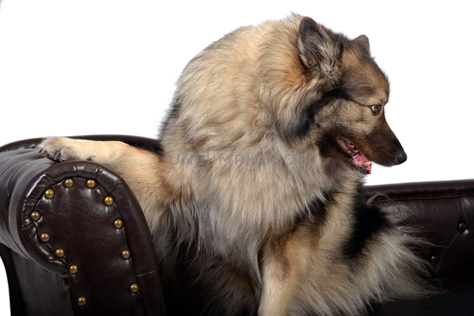 a Wolfsspitz dog on a brown Chippendal sofa
