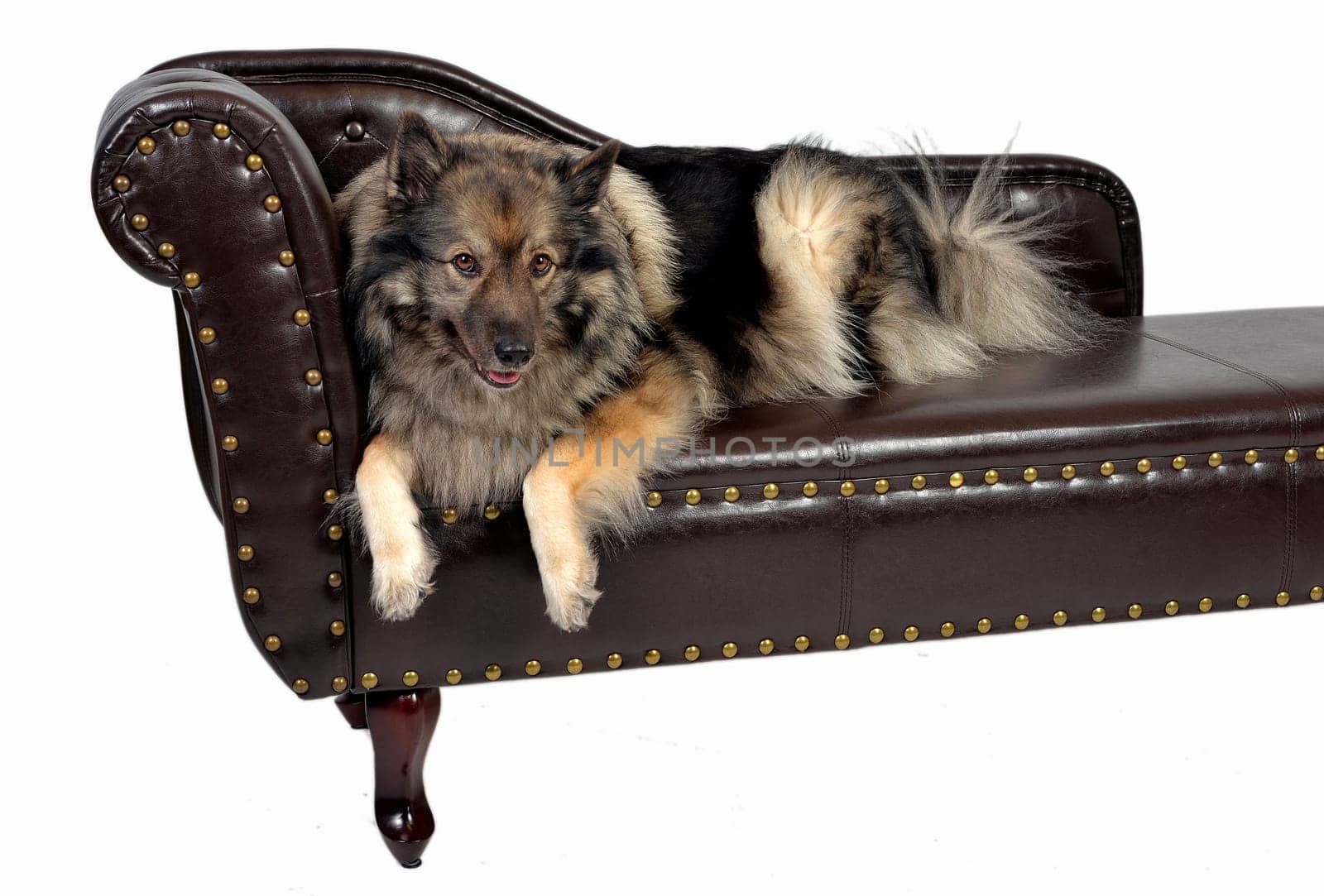 a Wolfsspitz dog on a brown Chippendal sofa