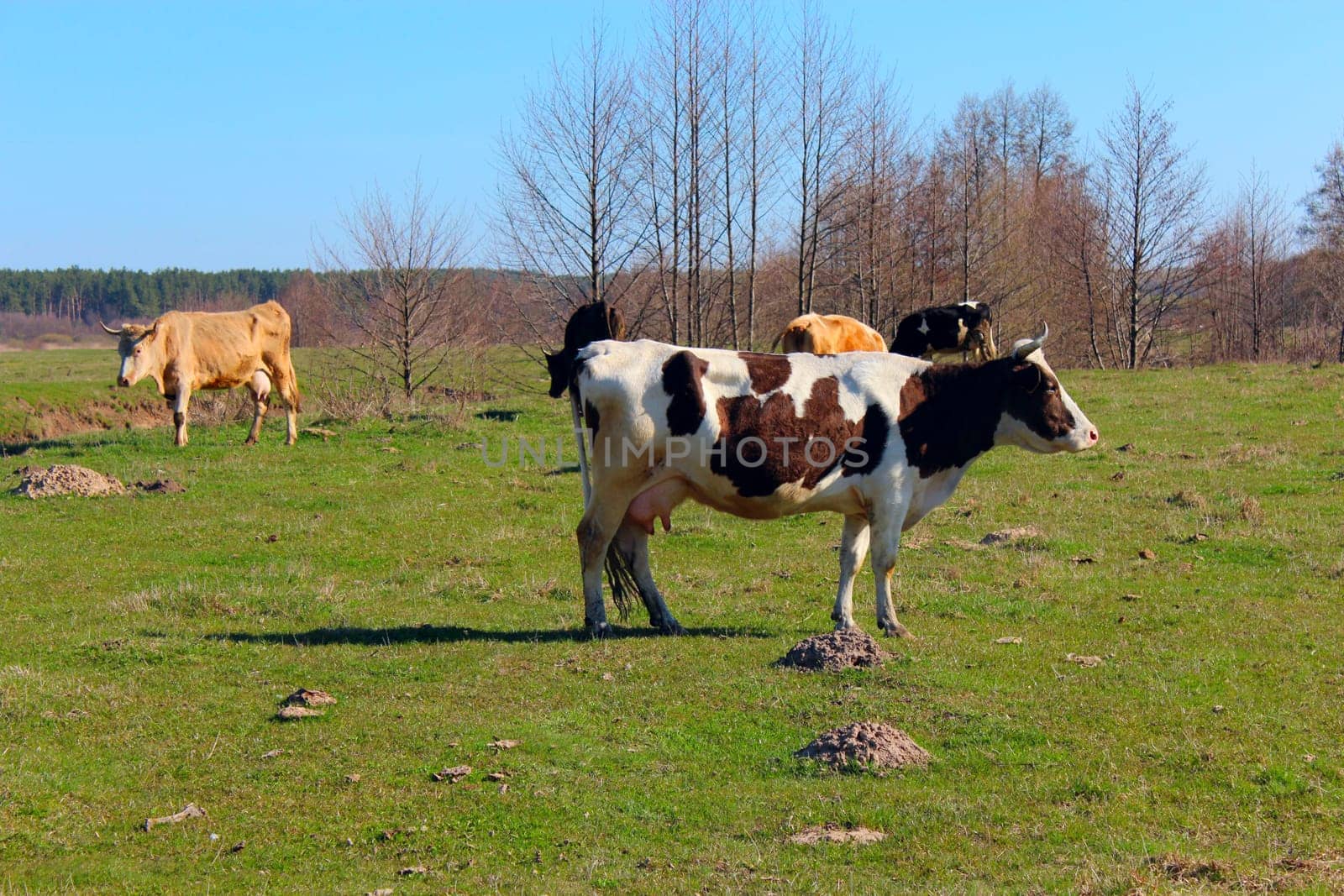 cows on the green farm pasture in the spring