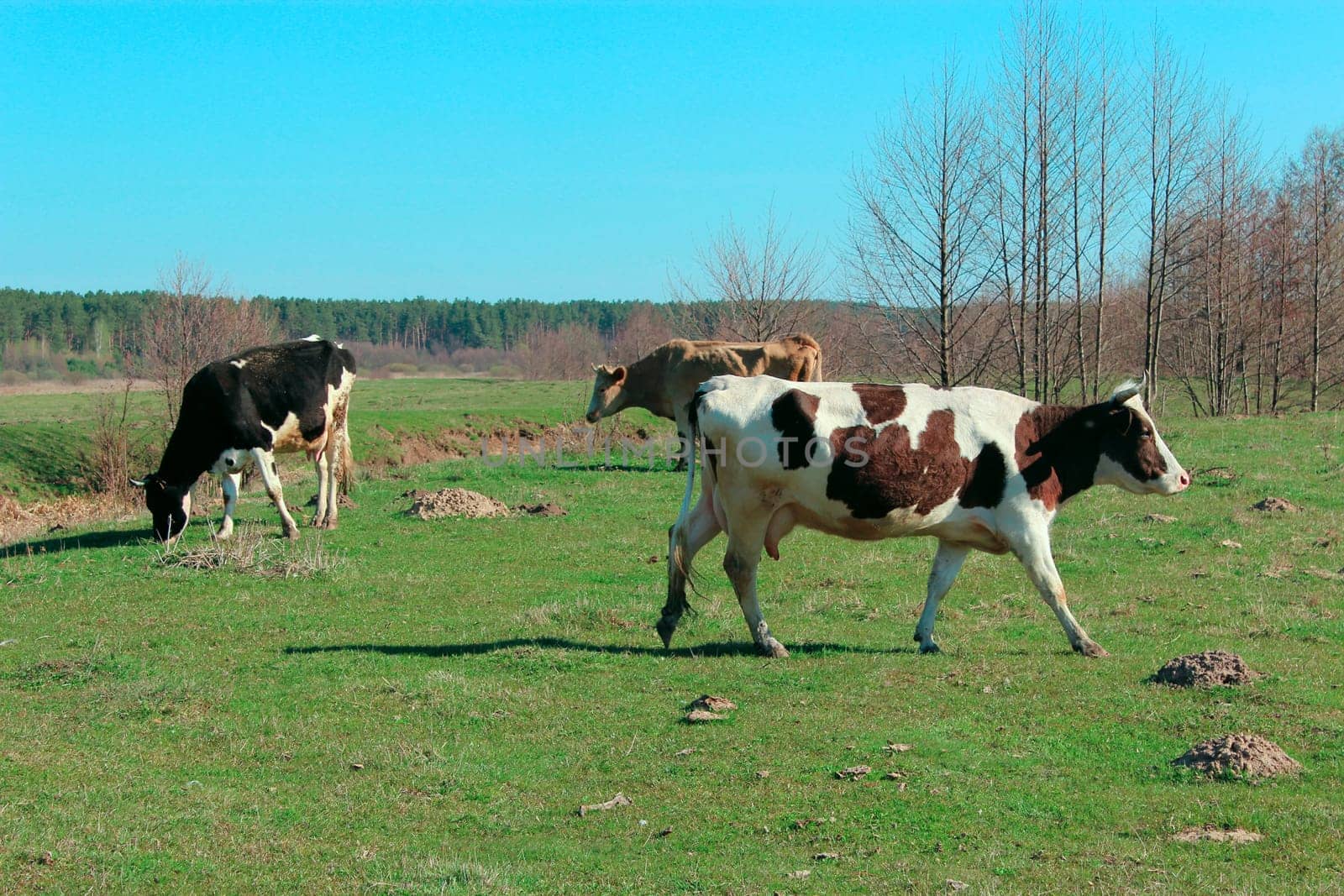 cows grazing on the green farm pasture in the spring