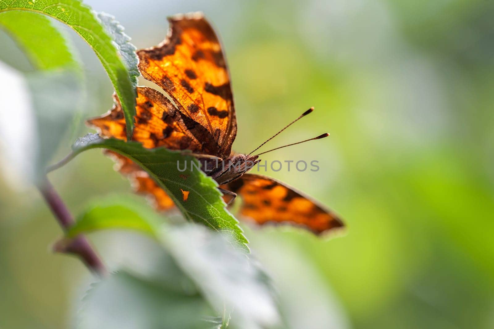 C-Butterfly - Polygonia c-album in a macro shot - View from below