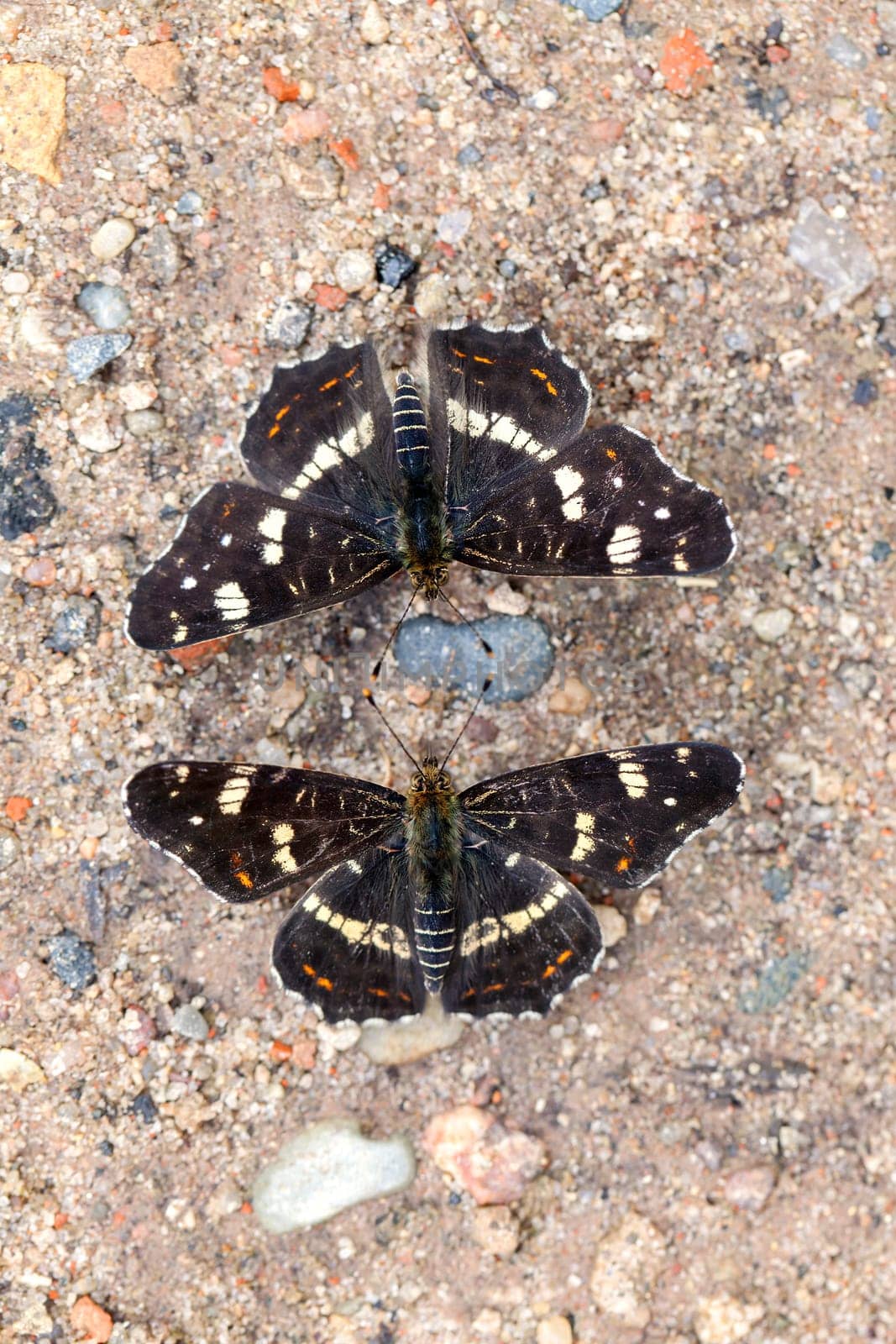 Two country cards - Araschnia levana in one macro shot