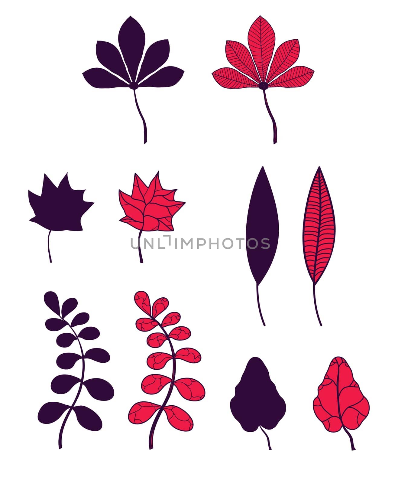 set of autumn leaves isolated on white background