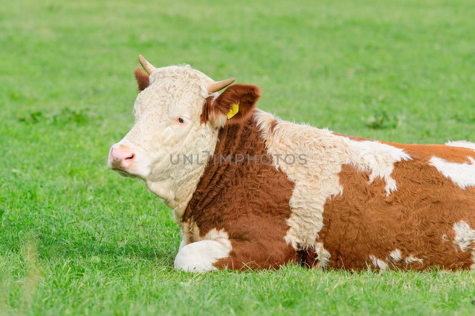 Young cow of Hereford breed lying on sunny Alpine pasture with natural fresh grass
