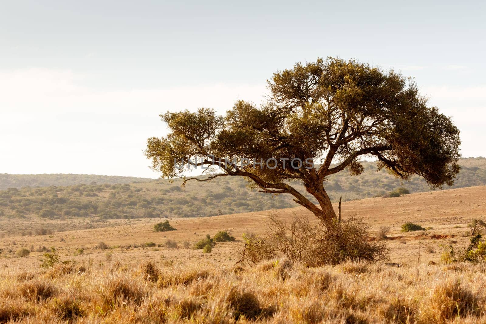 The shade tree for the animals in the wild.