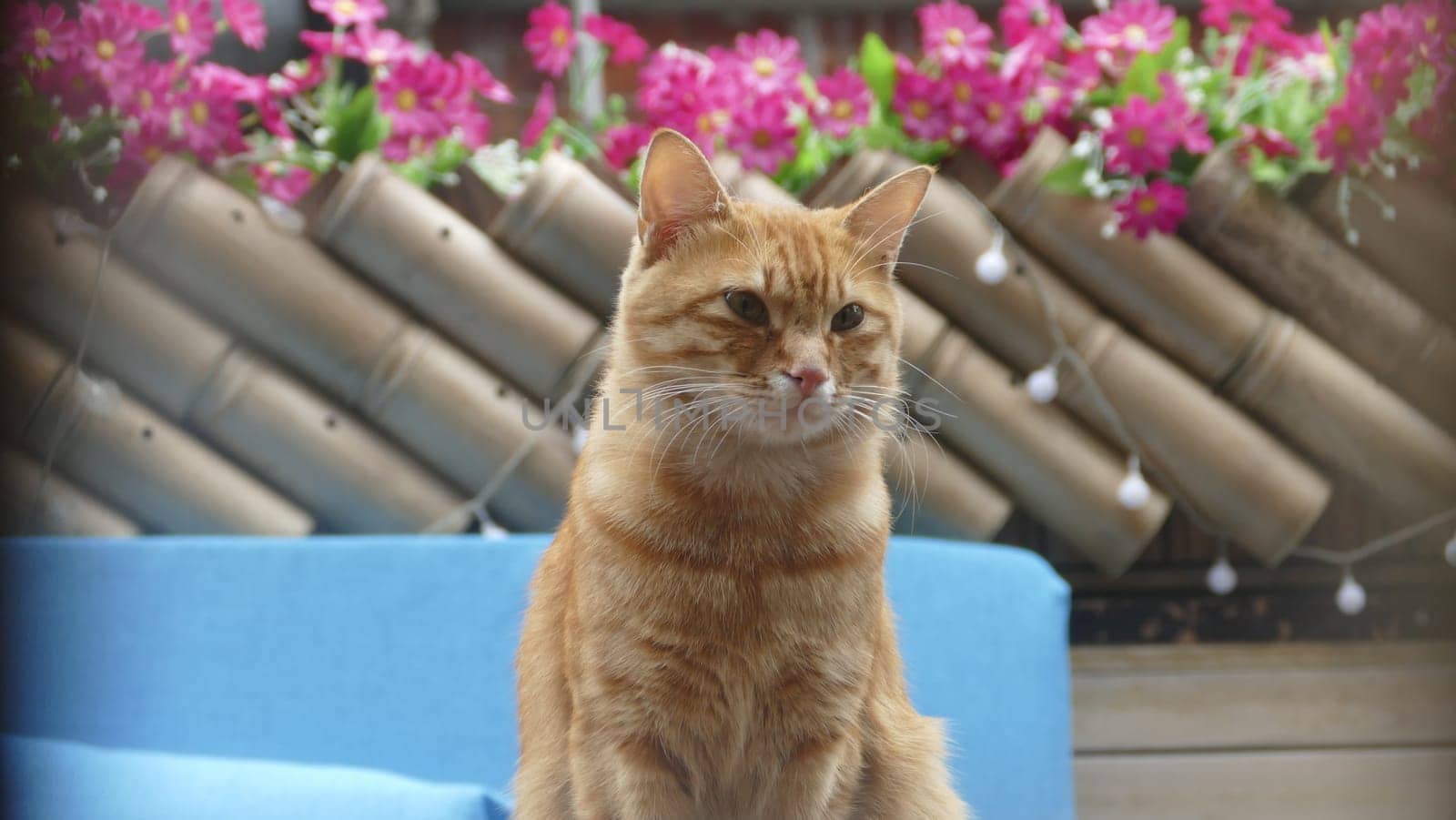 The cat stand on there with a nice background flower color