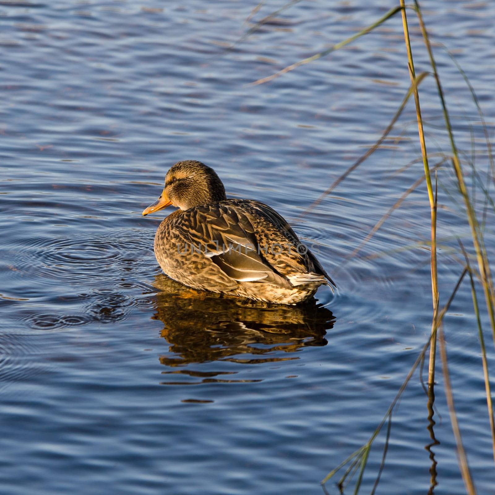 one beutiful mallard female swim in the water looking for food