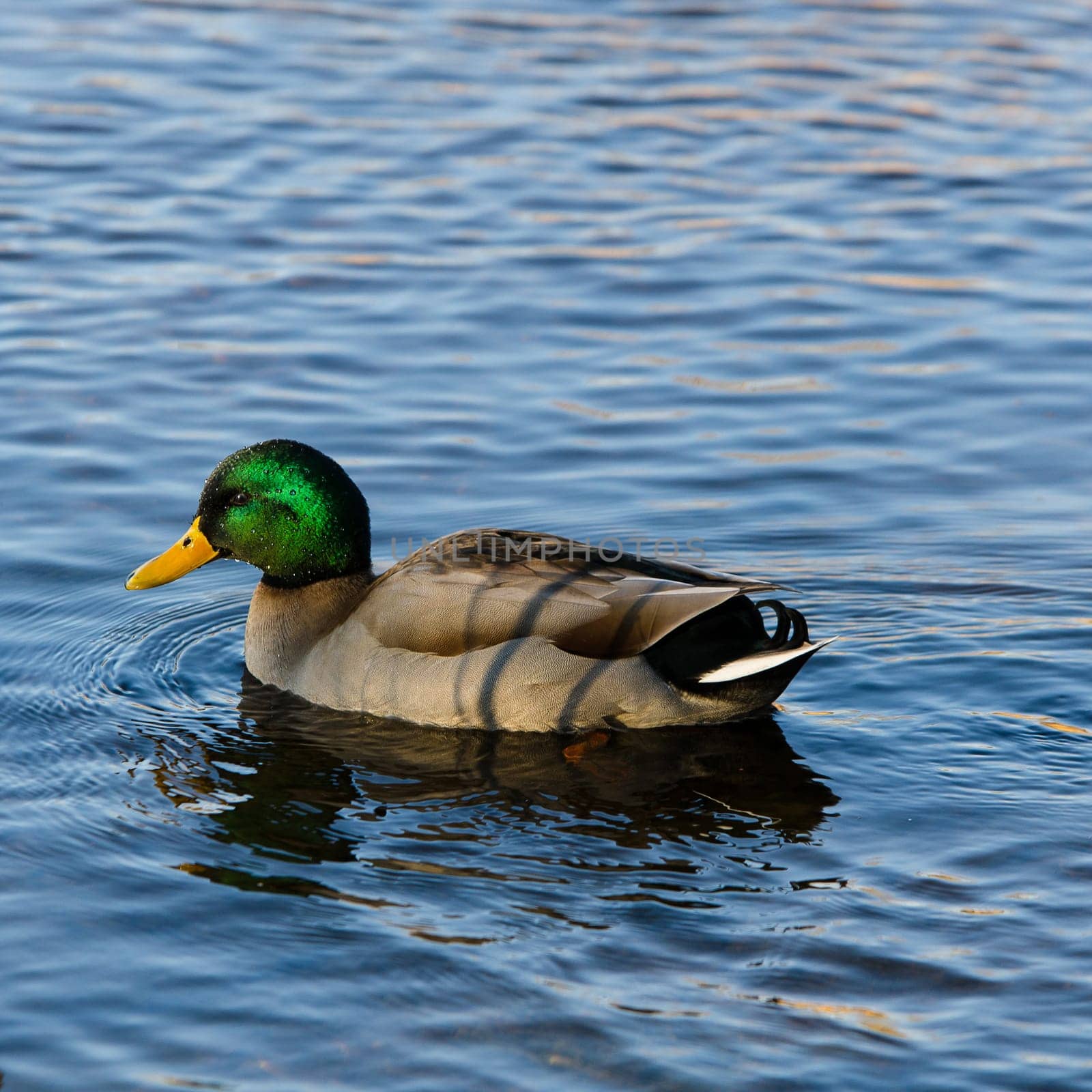 one beutiful mallard male swim in the water looking for food