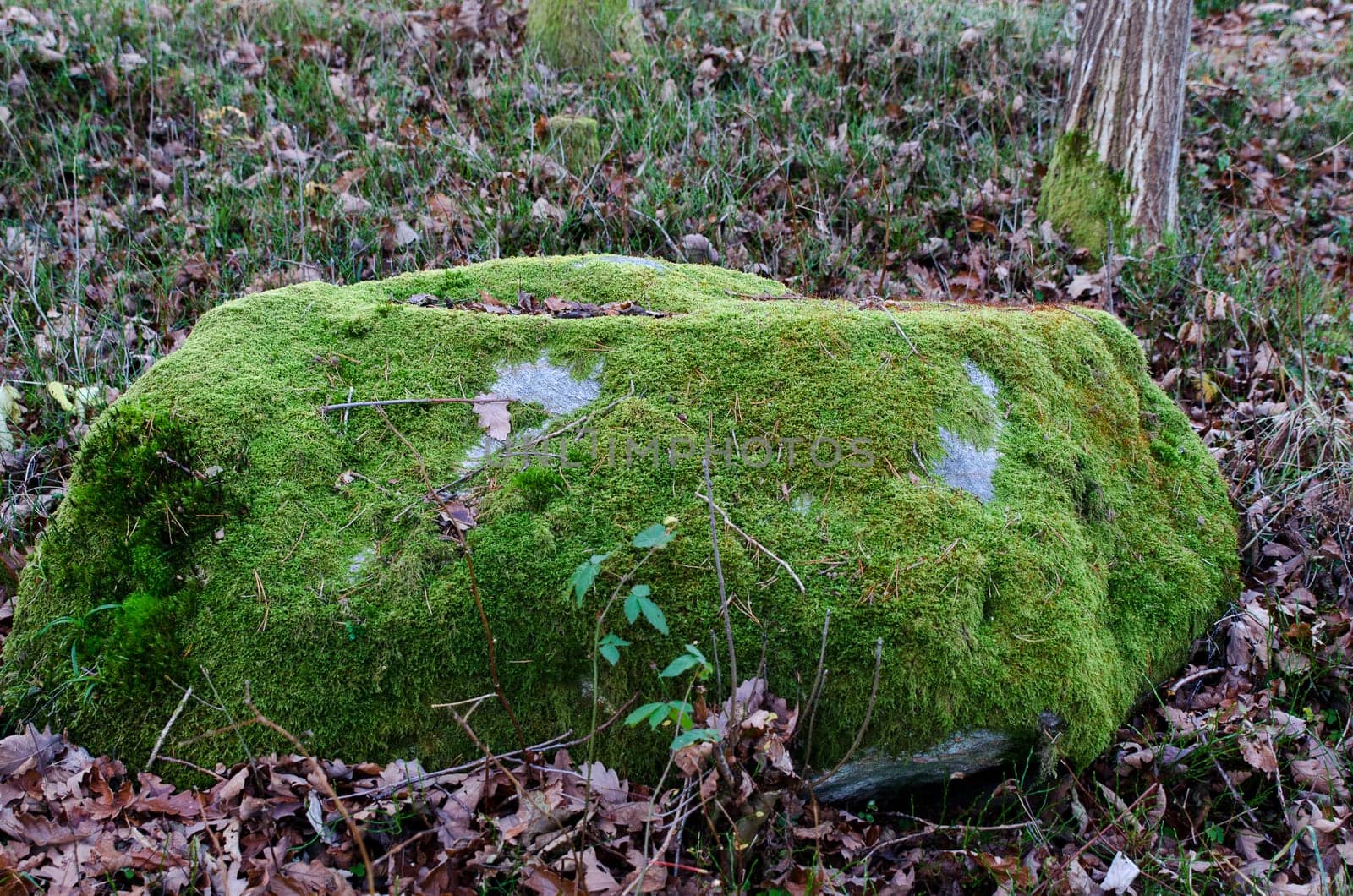 one big stone in the forrest full of moss and many leaf around