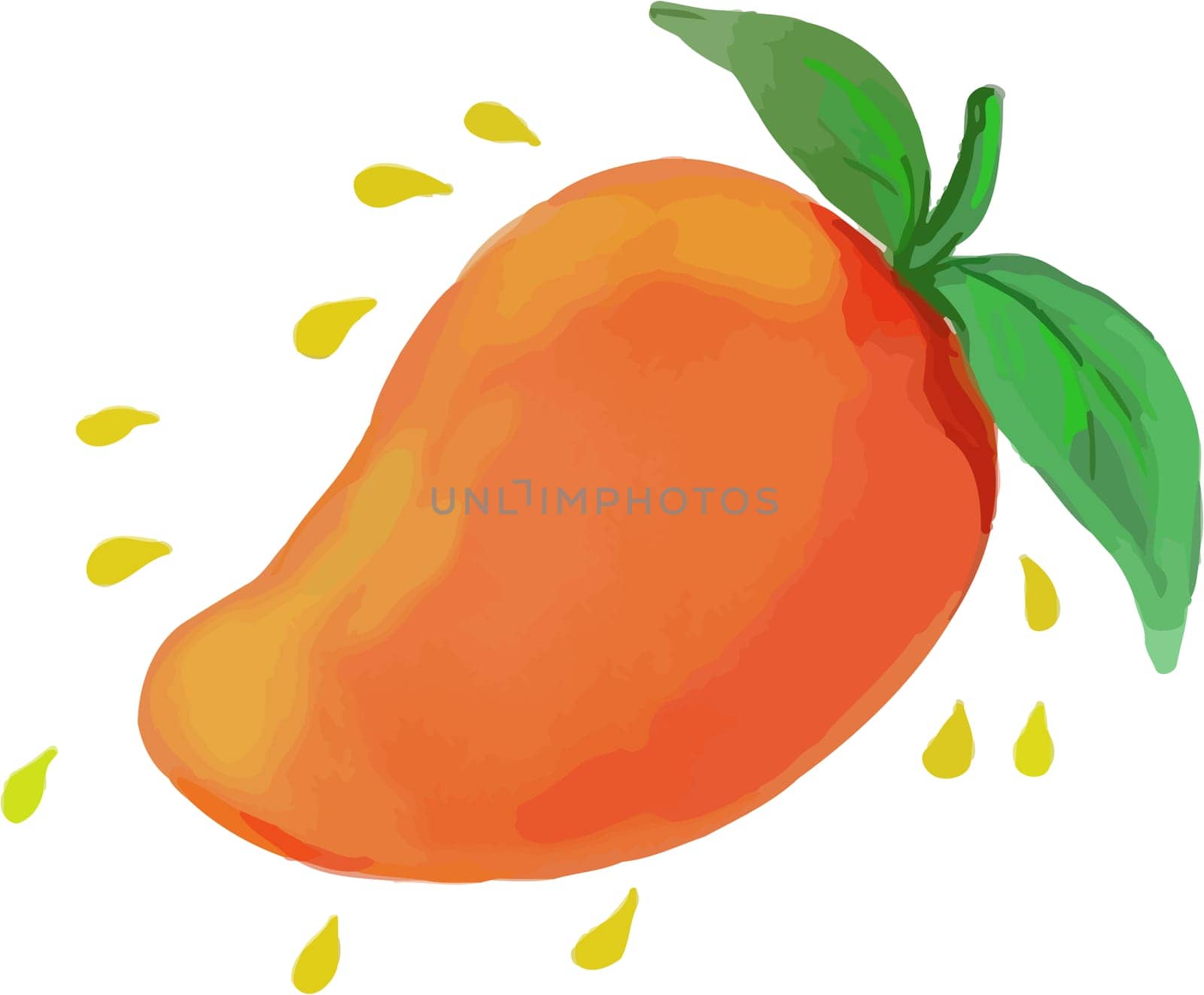 Watercolor style illustration of  a mango, a juicy tropical stone fruit drupe belonging to the genus Mangifera set on isolated white background.