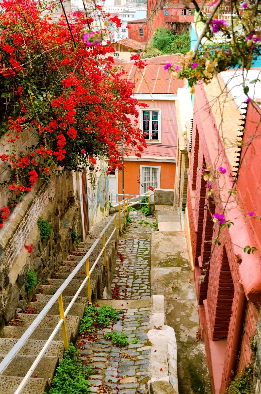 Red and pink flowers greet one another on a narrow street in Valparaiso, Chile