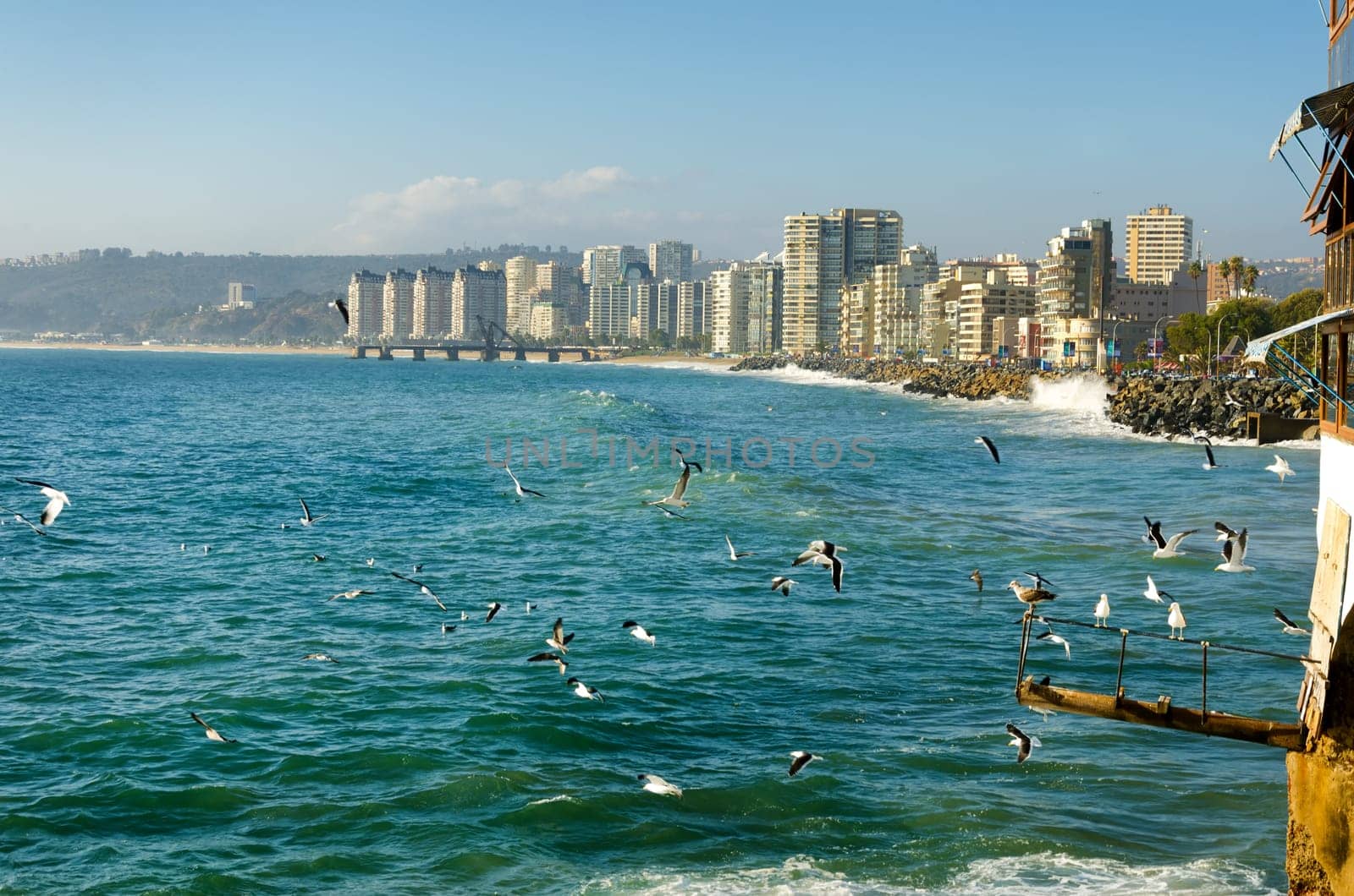Birds enjoying the sun and surf in Vina del Mar, Chile