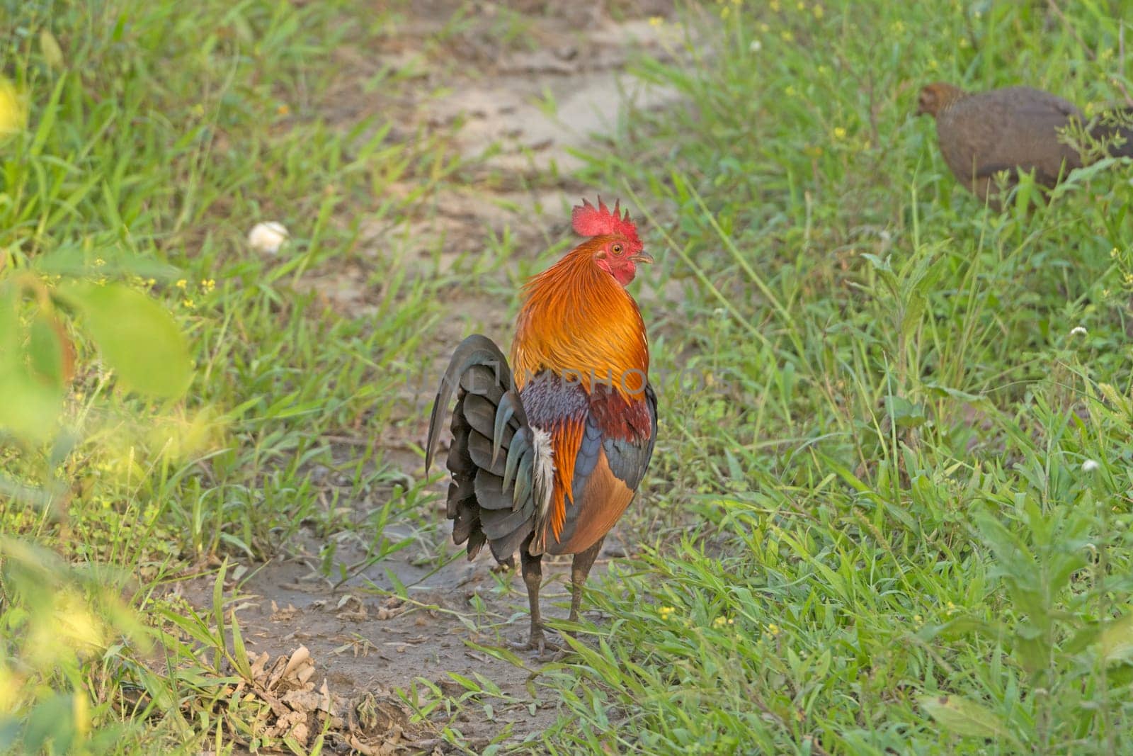Red Junglefowl in the woods of Kaziranga National Park in India